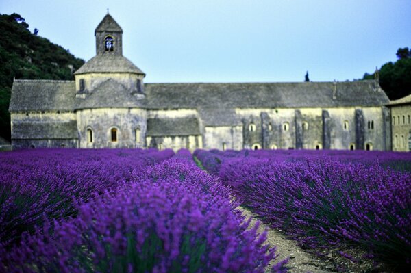 Champ de lavande devant une église en France
