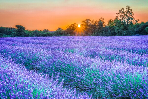 Magische Lavendelplantage bei Sonnenuntergang des Tages