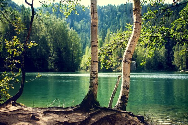 Birch trees in the forest near the lake on a sunny day