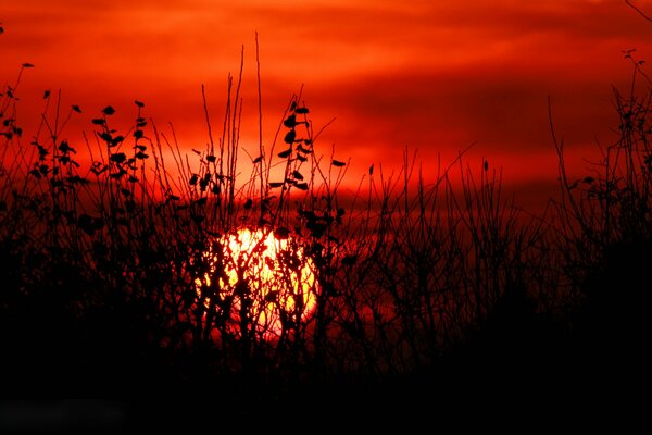 A bloody sunset in the middle of a field