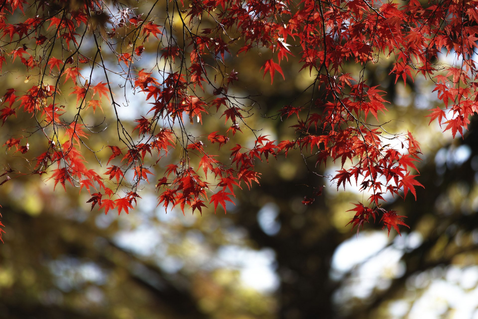 albero acero foglie autunno scarlatto