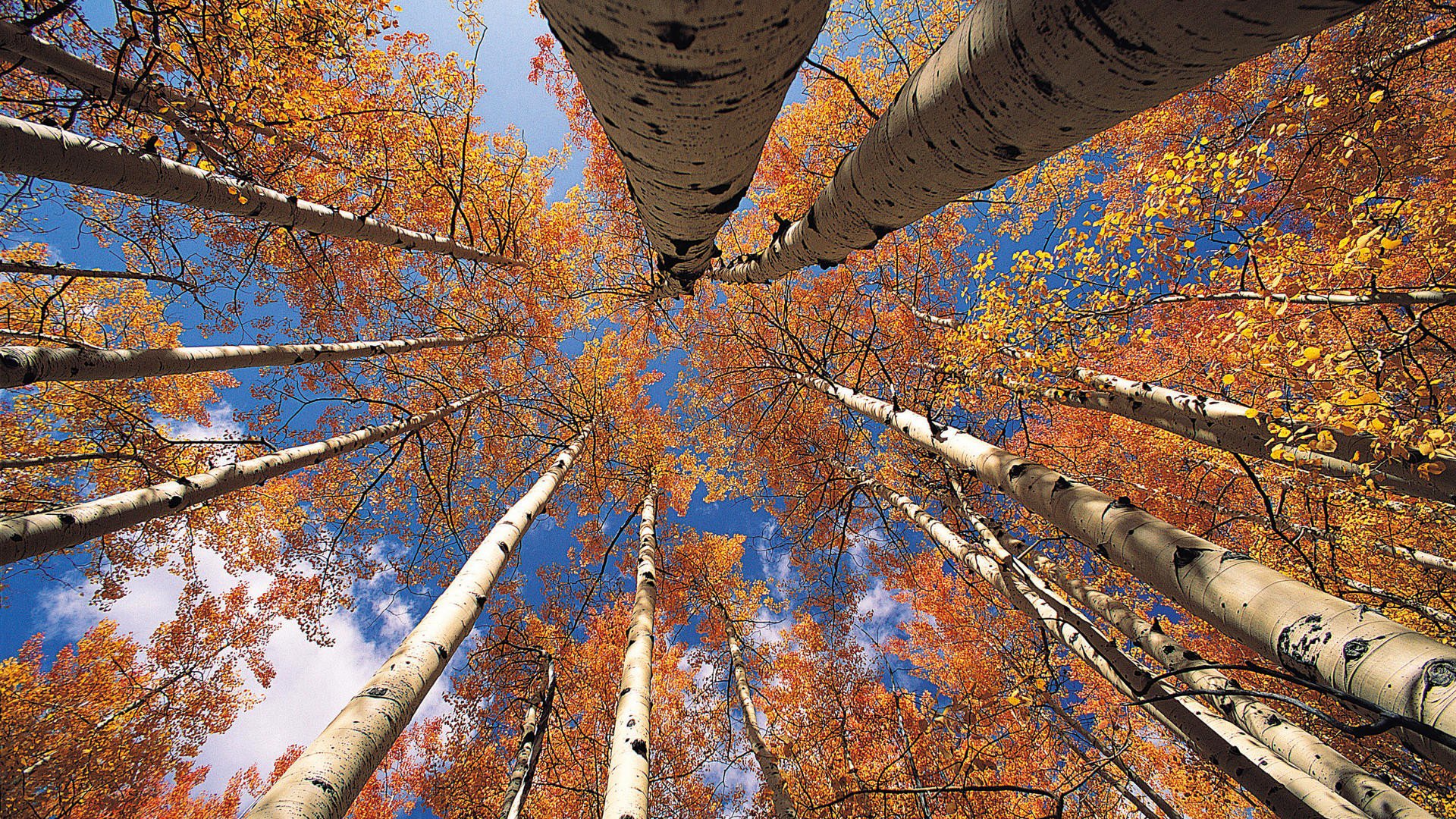 cielo árboles tronco hojas otoño álamo temblón corona