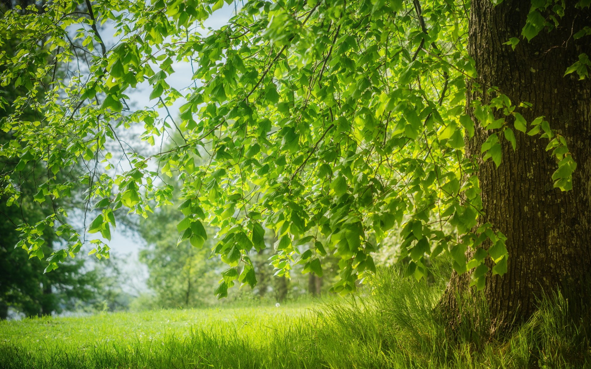 albero estate natura