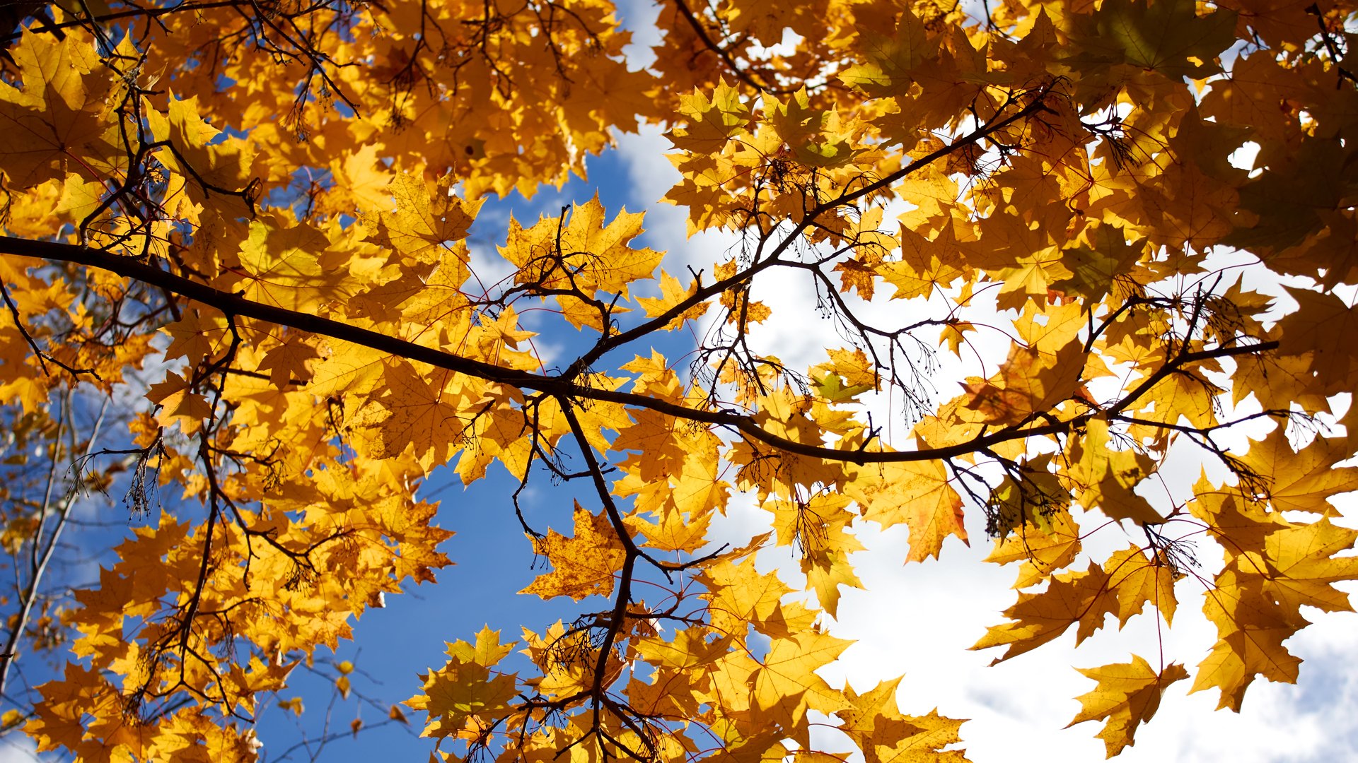 ciel nuages arbre érable feuilles automne