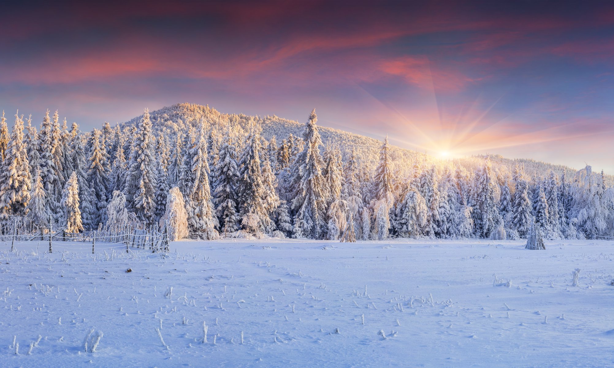 zima krajobraz śnieg zima choinki