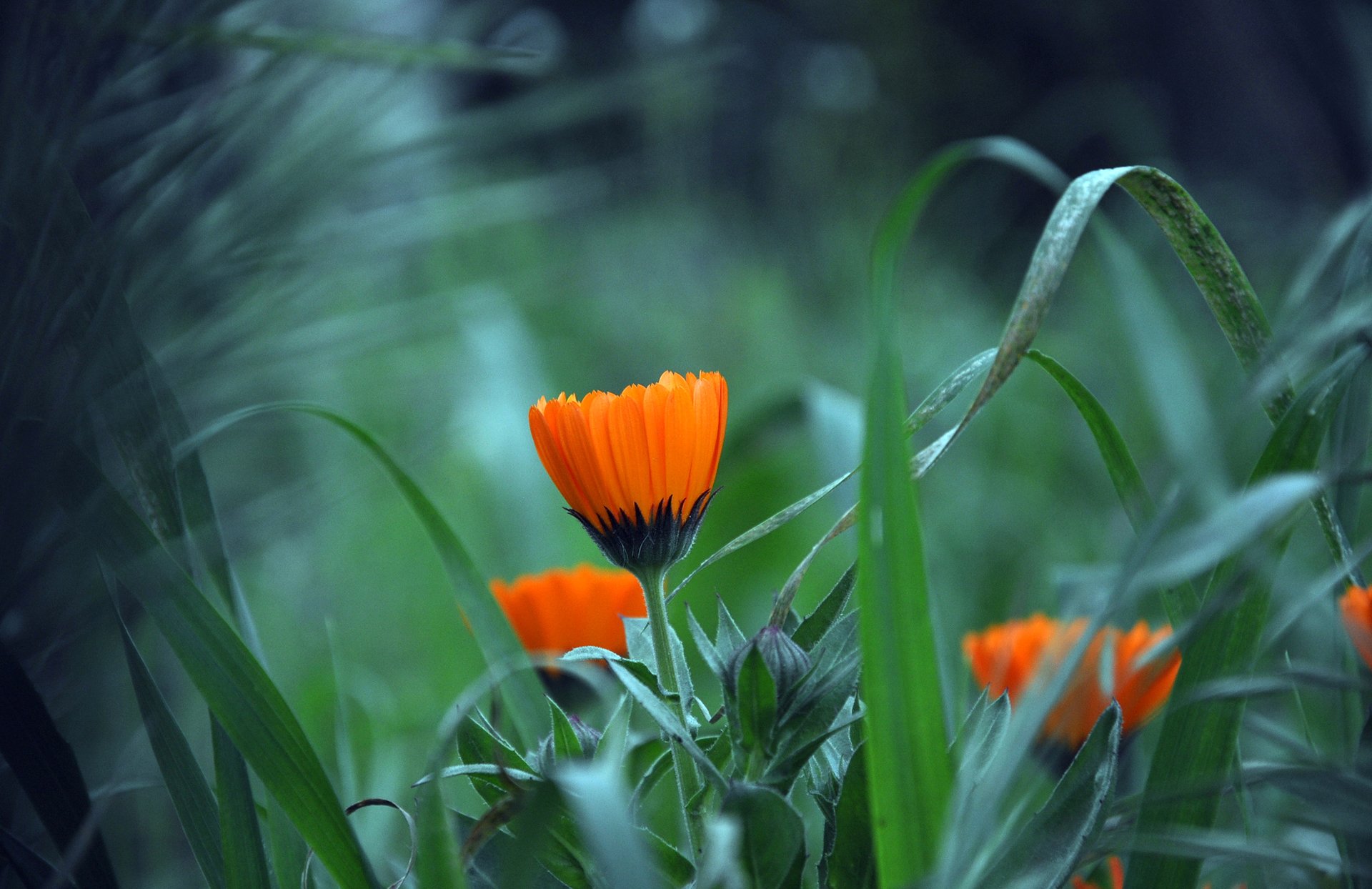 giardino prato erba foglie pianta fiore petali