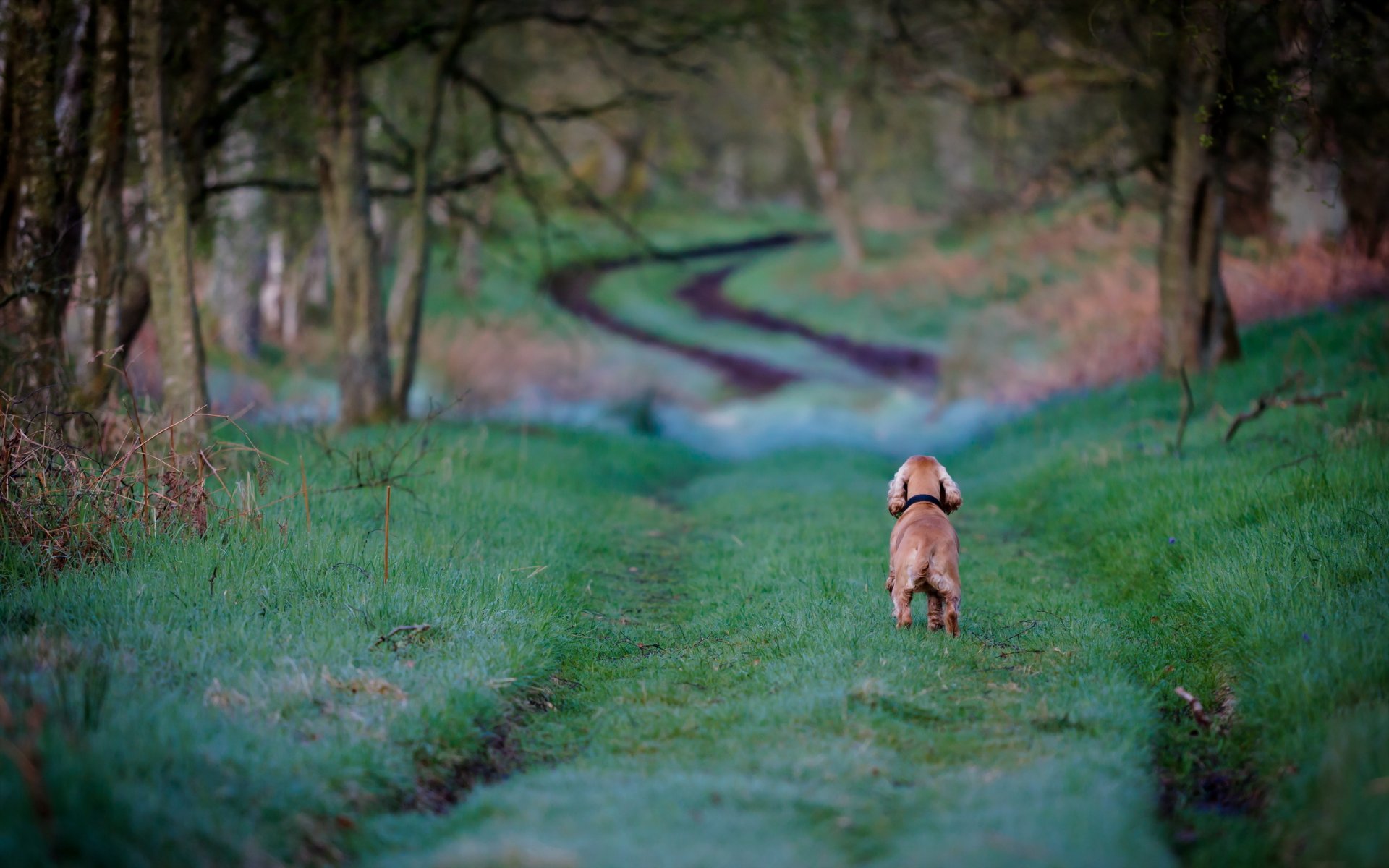 perro campo camino