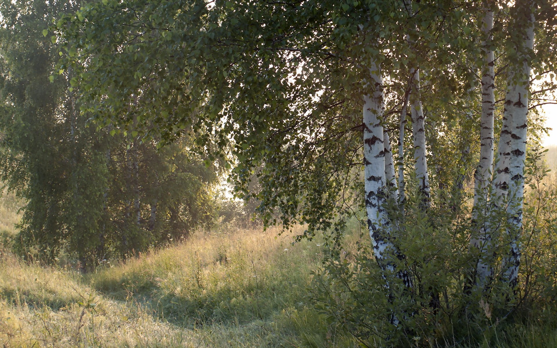 brouillard nature