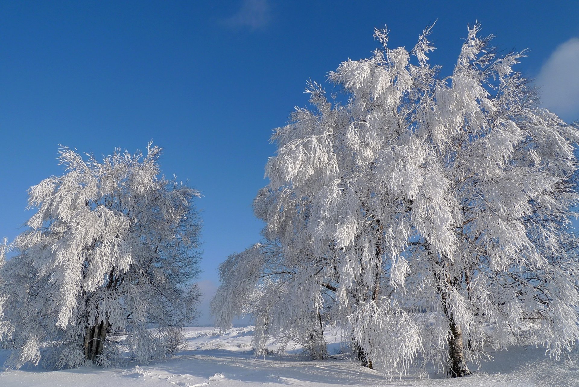 cielo invierno árboles nieve