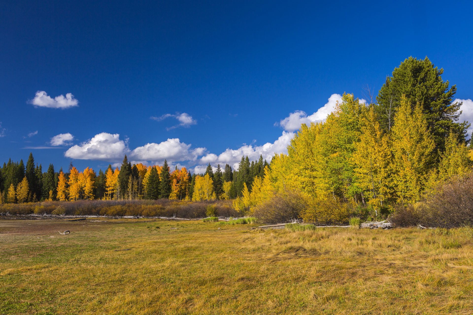 stati uniti wyoming parco nazionale grand teton grand teton wyoming foresta alberi cespugli radura autunno