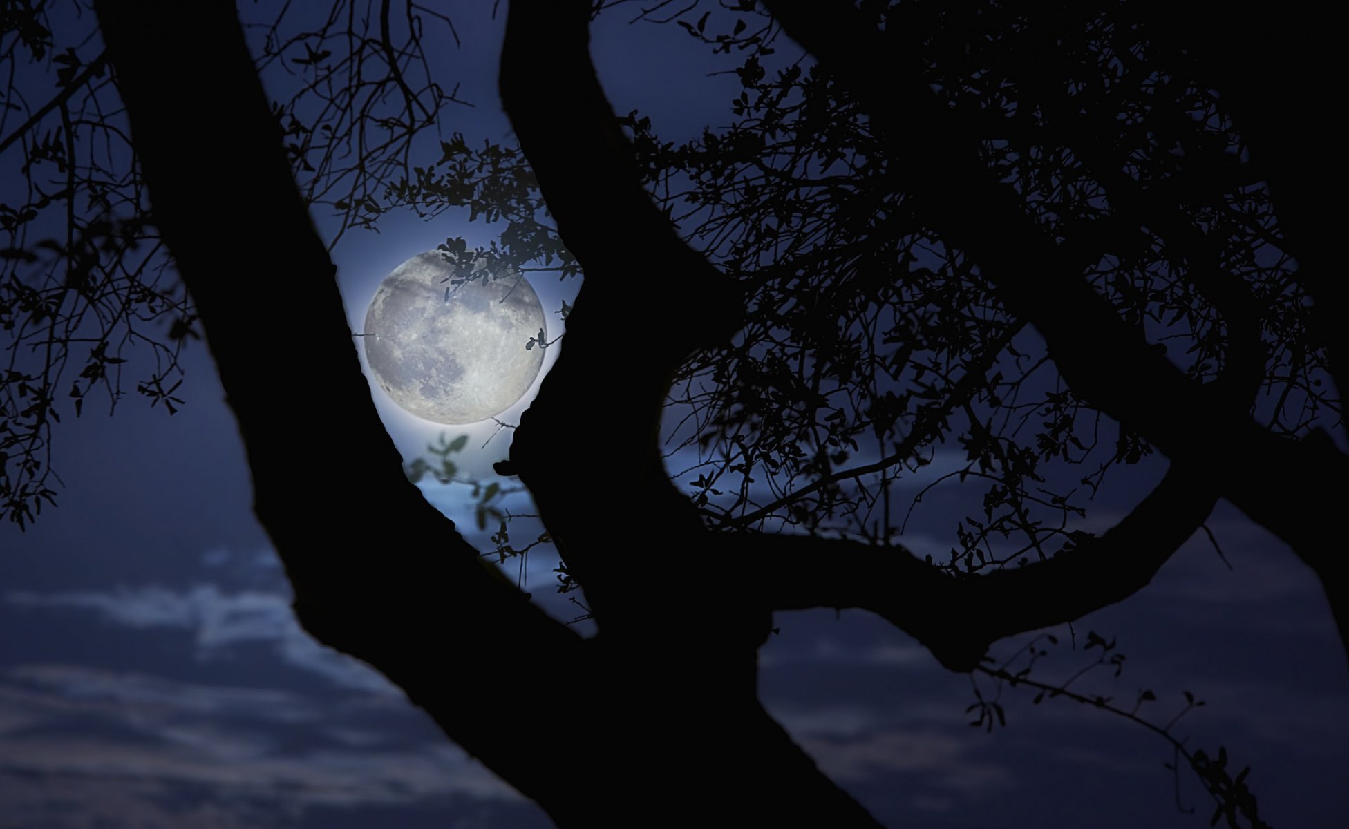 luna árbol ramas noche