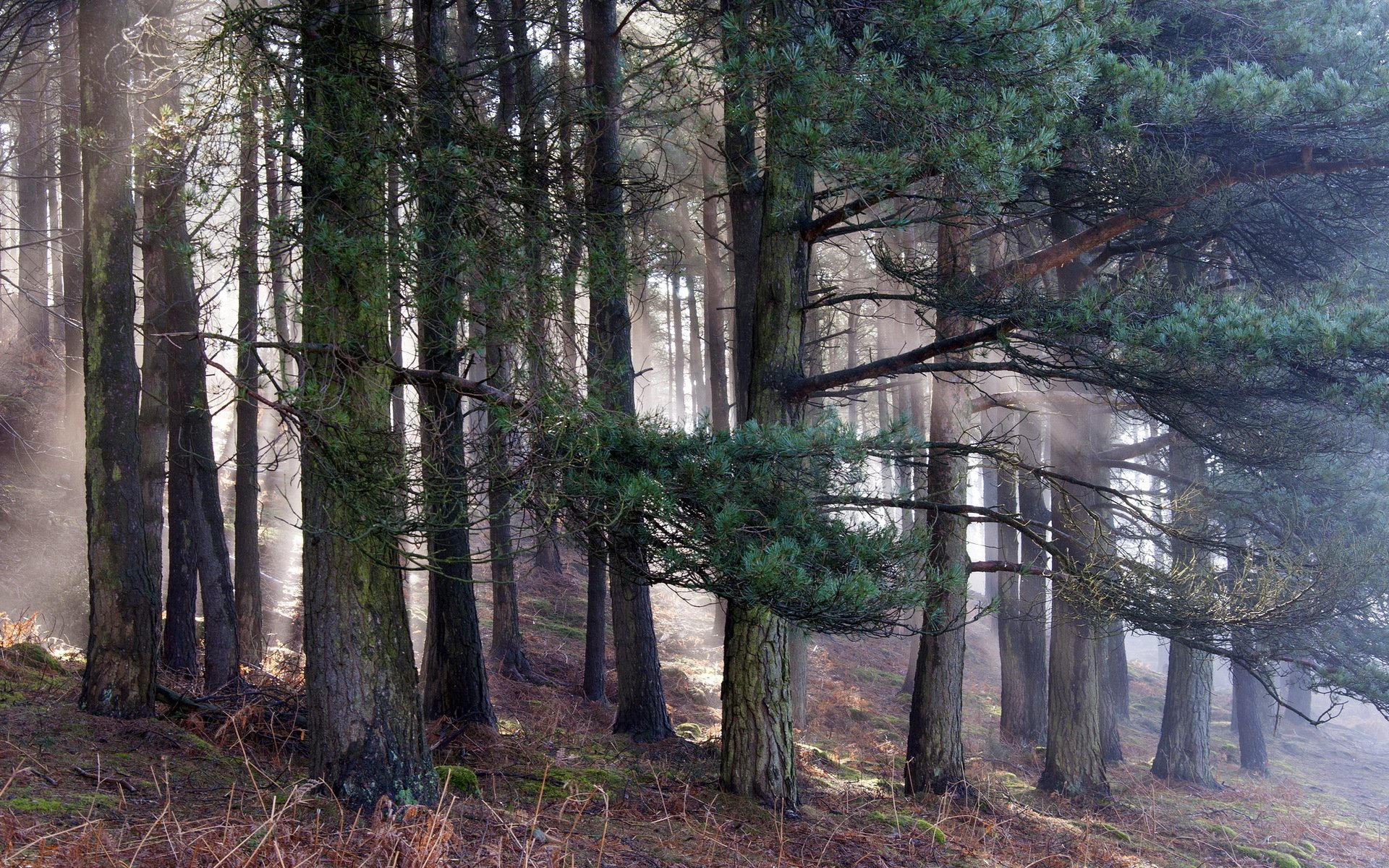 foresta natura mattina