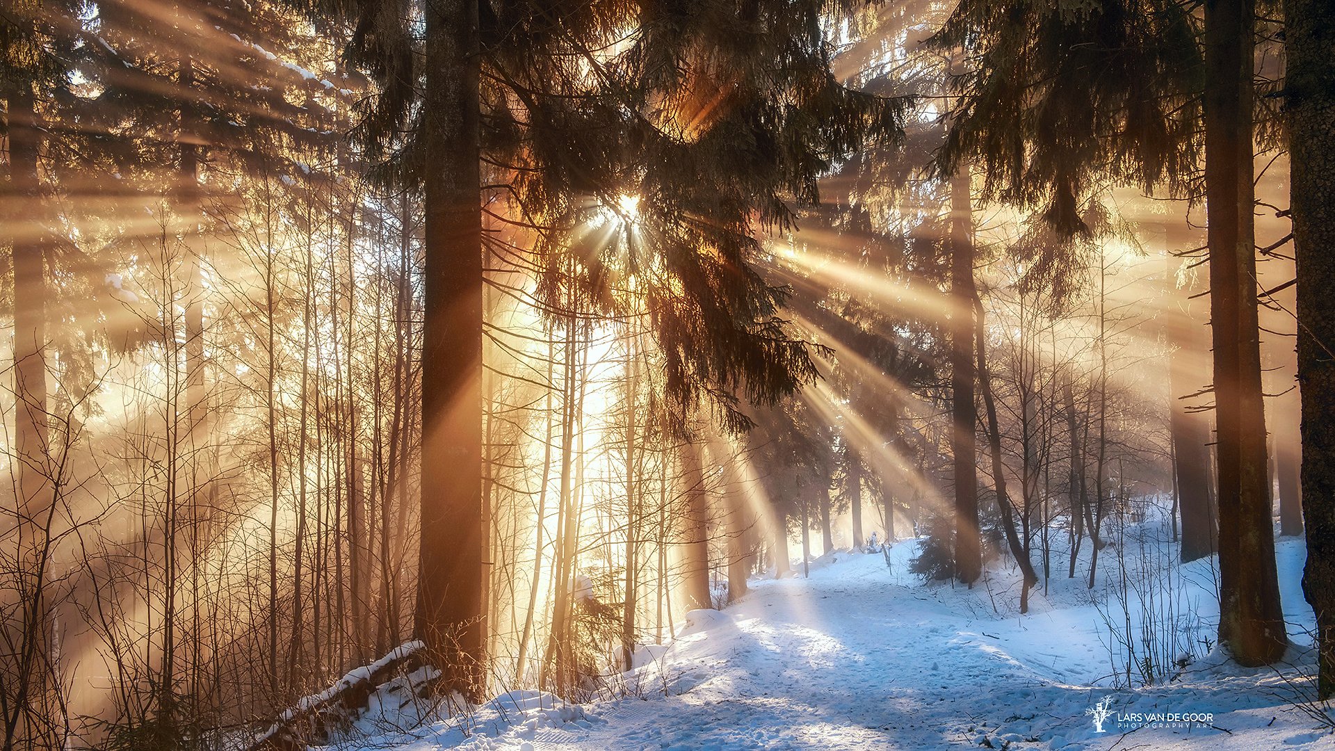 germany winter february forest branches sun rays light trail snow