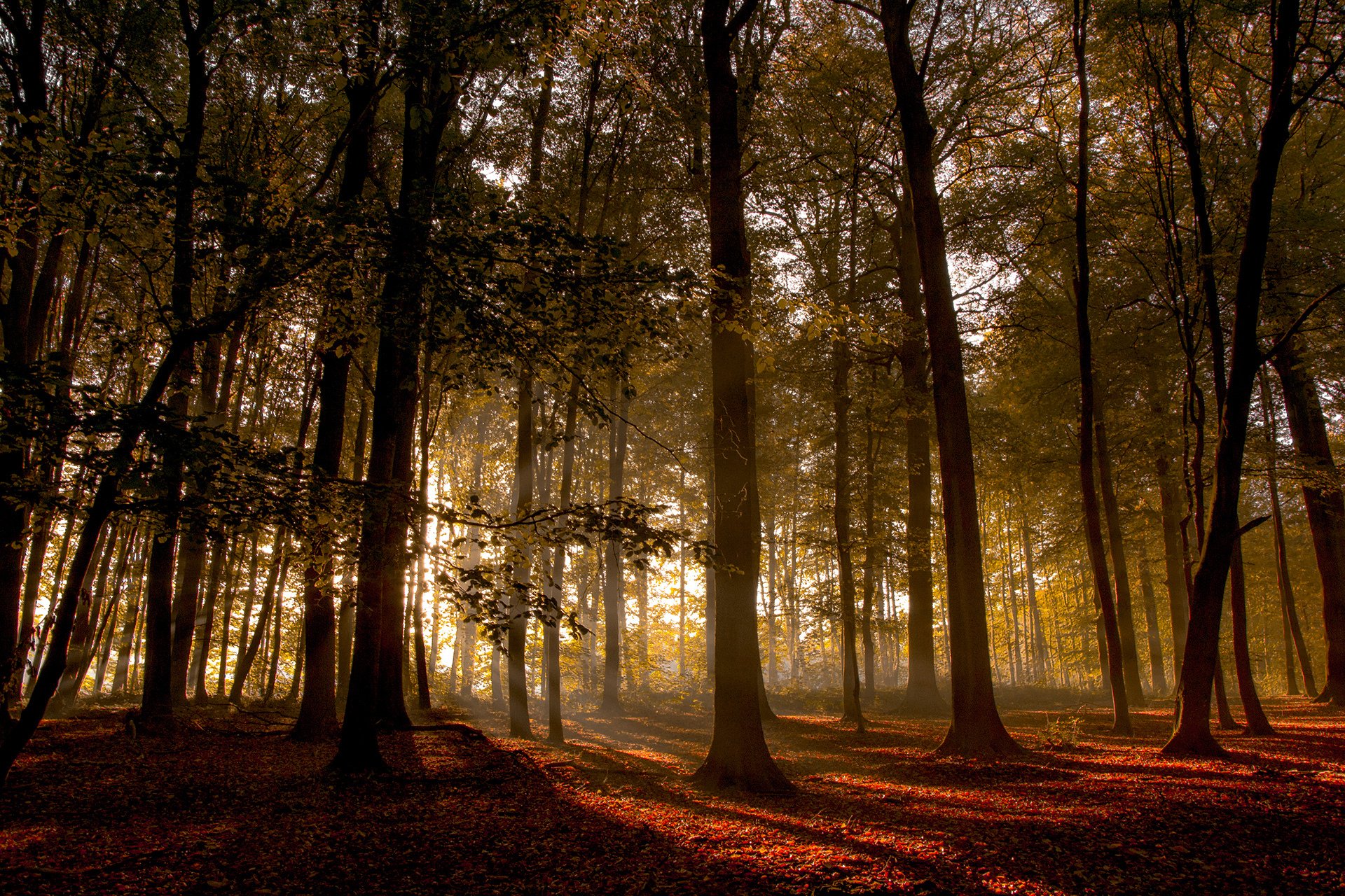 árboles bosque árbol puesta de sol