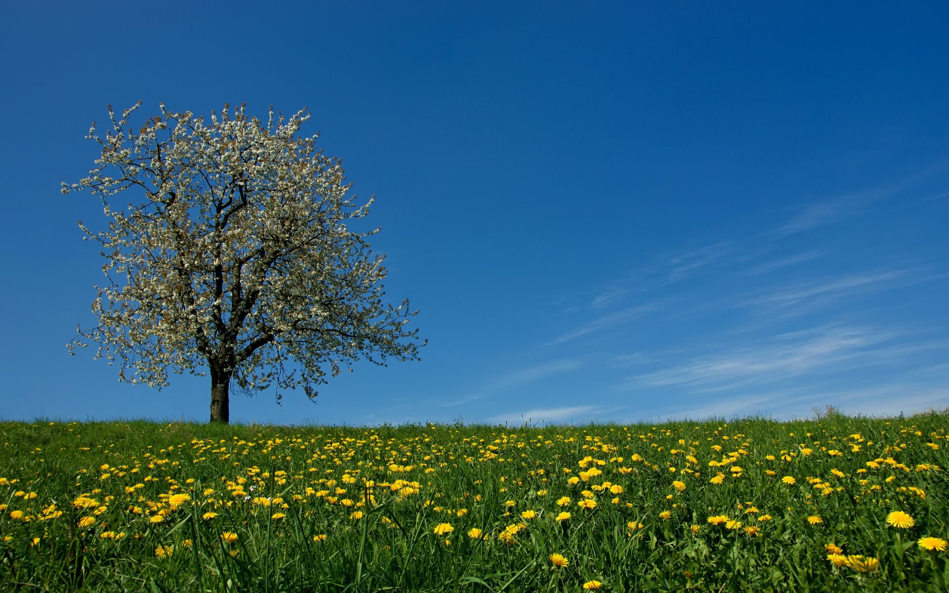 ciel pré herbe fleurs pissenlits arbre printemps