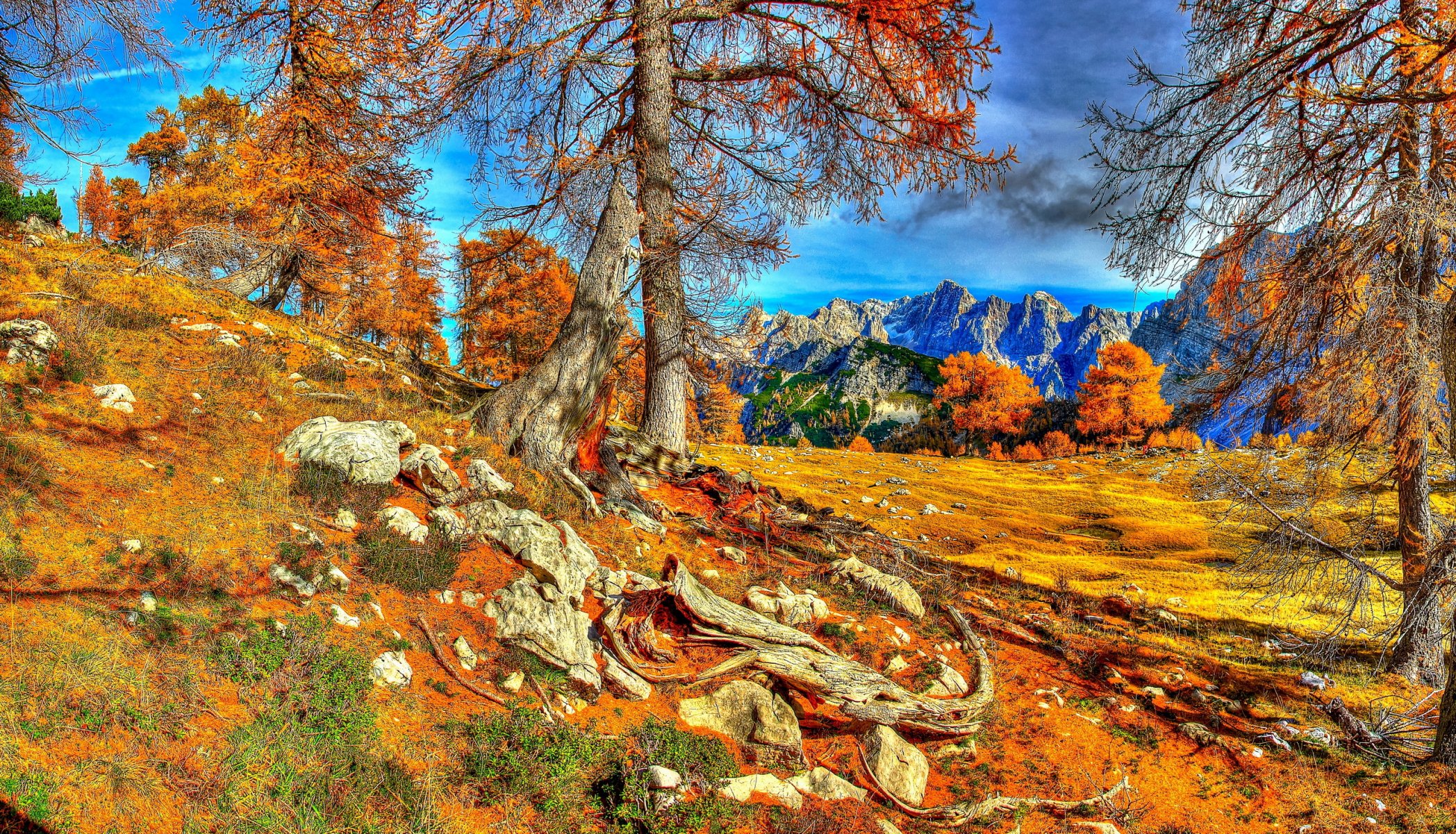 slovénie automne arbres de kranjska ciel montagnes arbres racines hdr