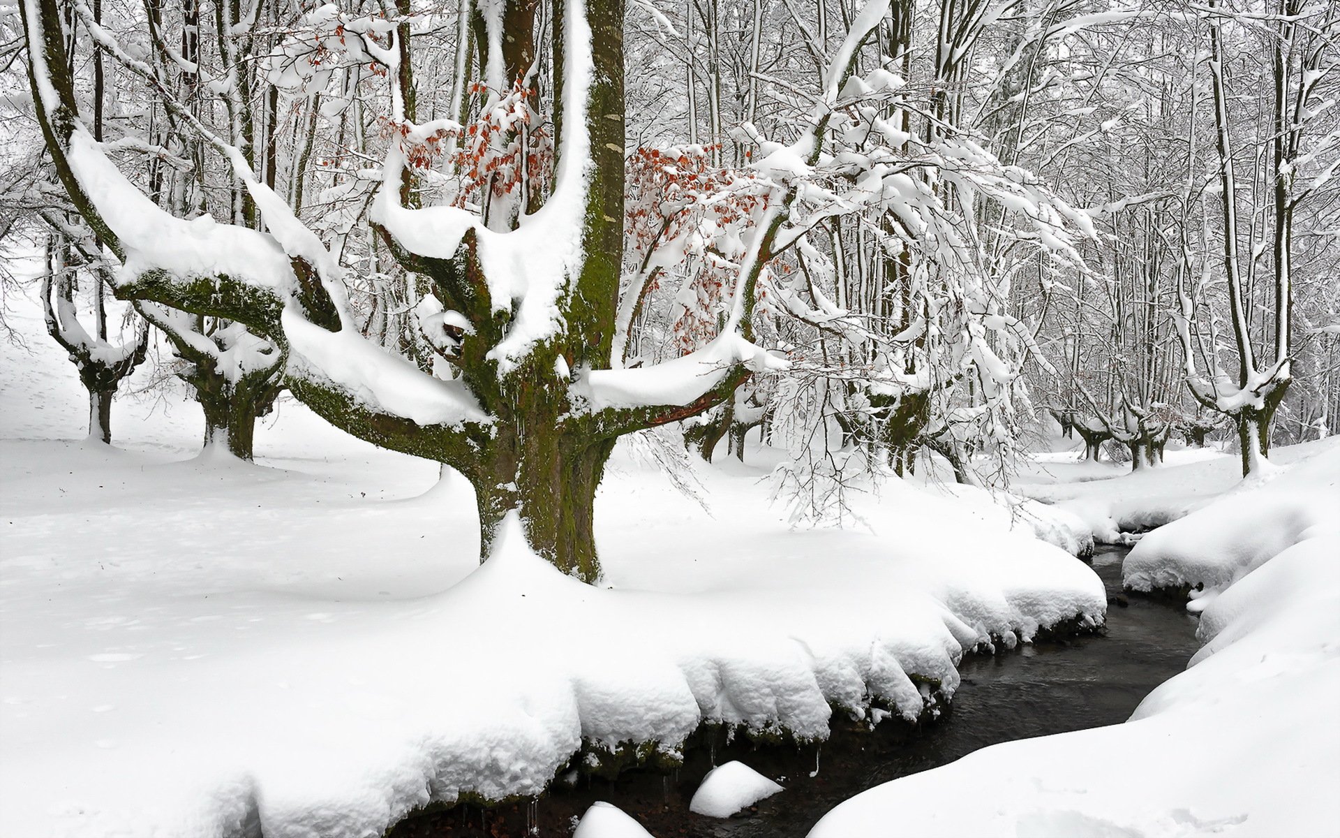 winter fluss wald schnee natur