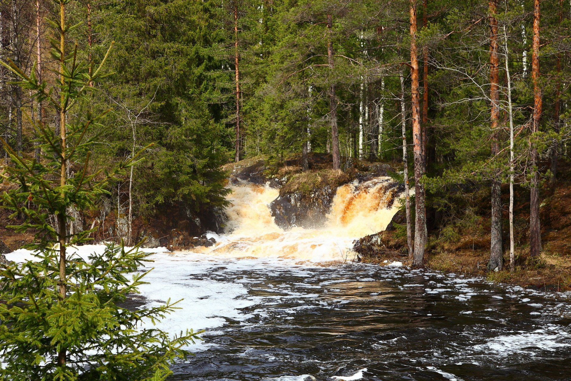 foresta fiume flusso cascata schiuma