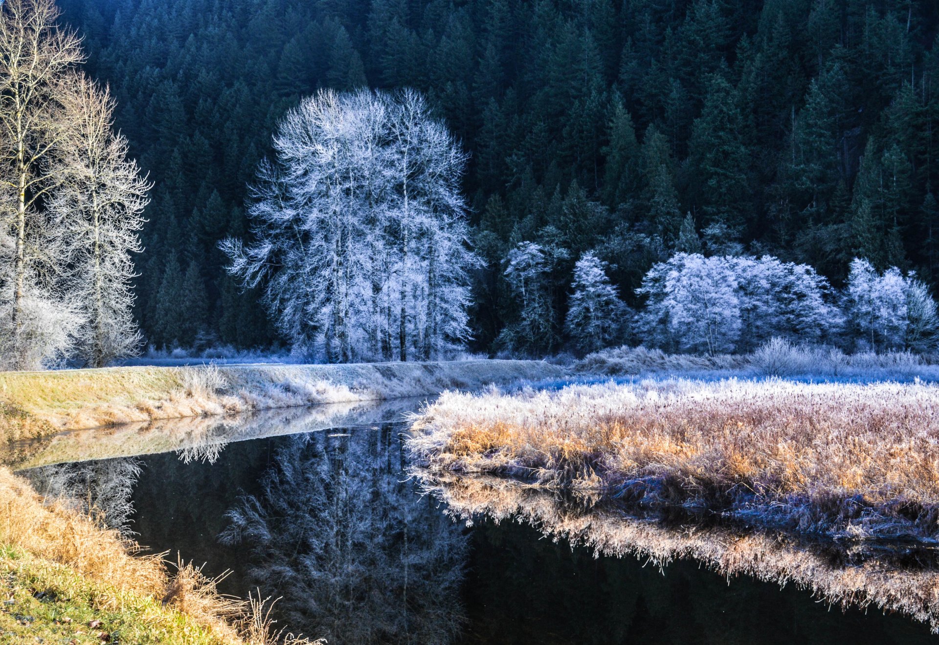 rivière hiver givre arbres