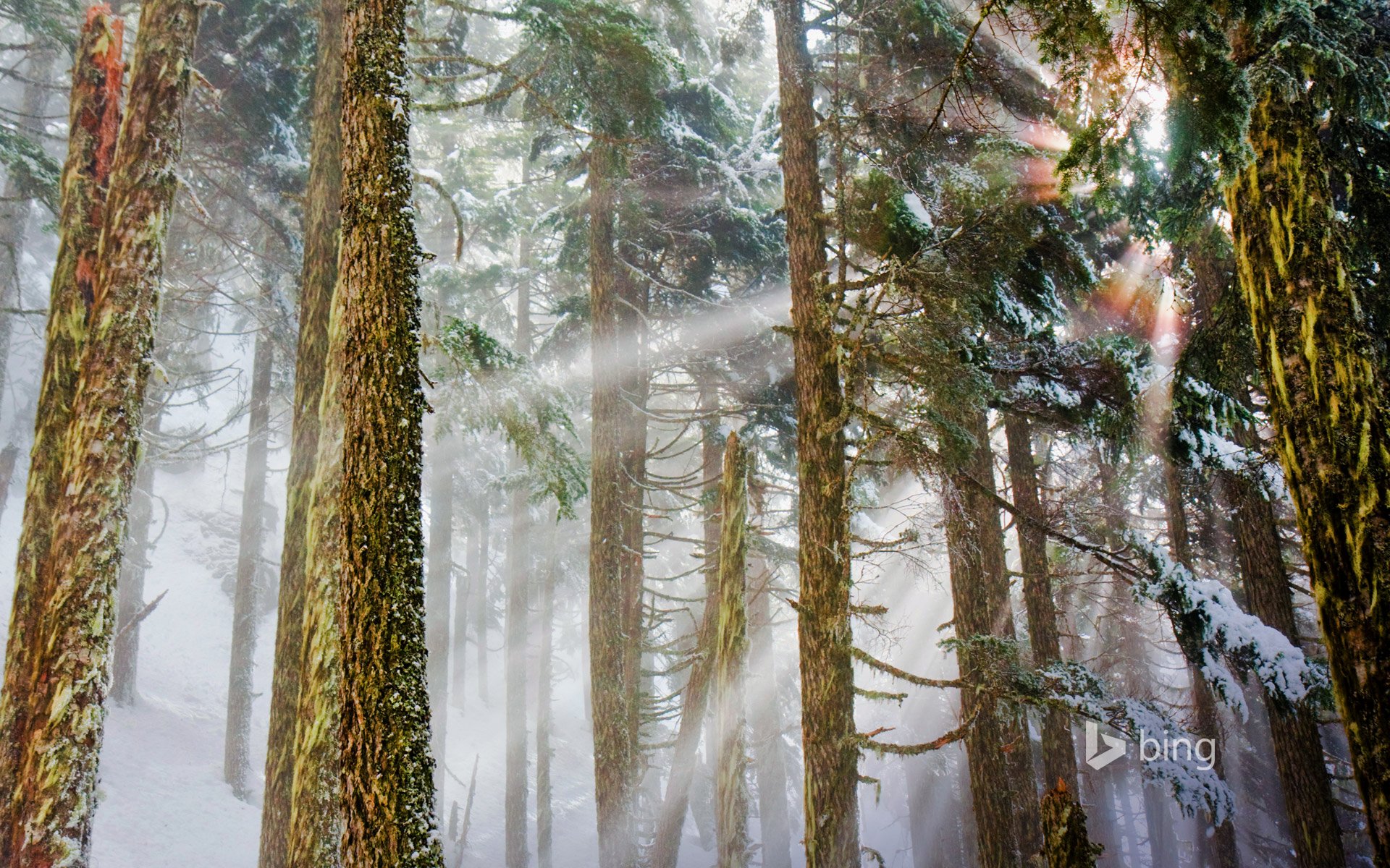 mount baker-snokewalmi national reserve washington usa wald kiefern winter licht strahlen