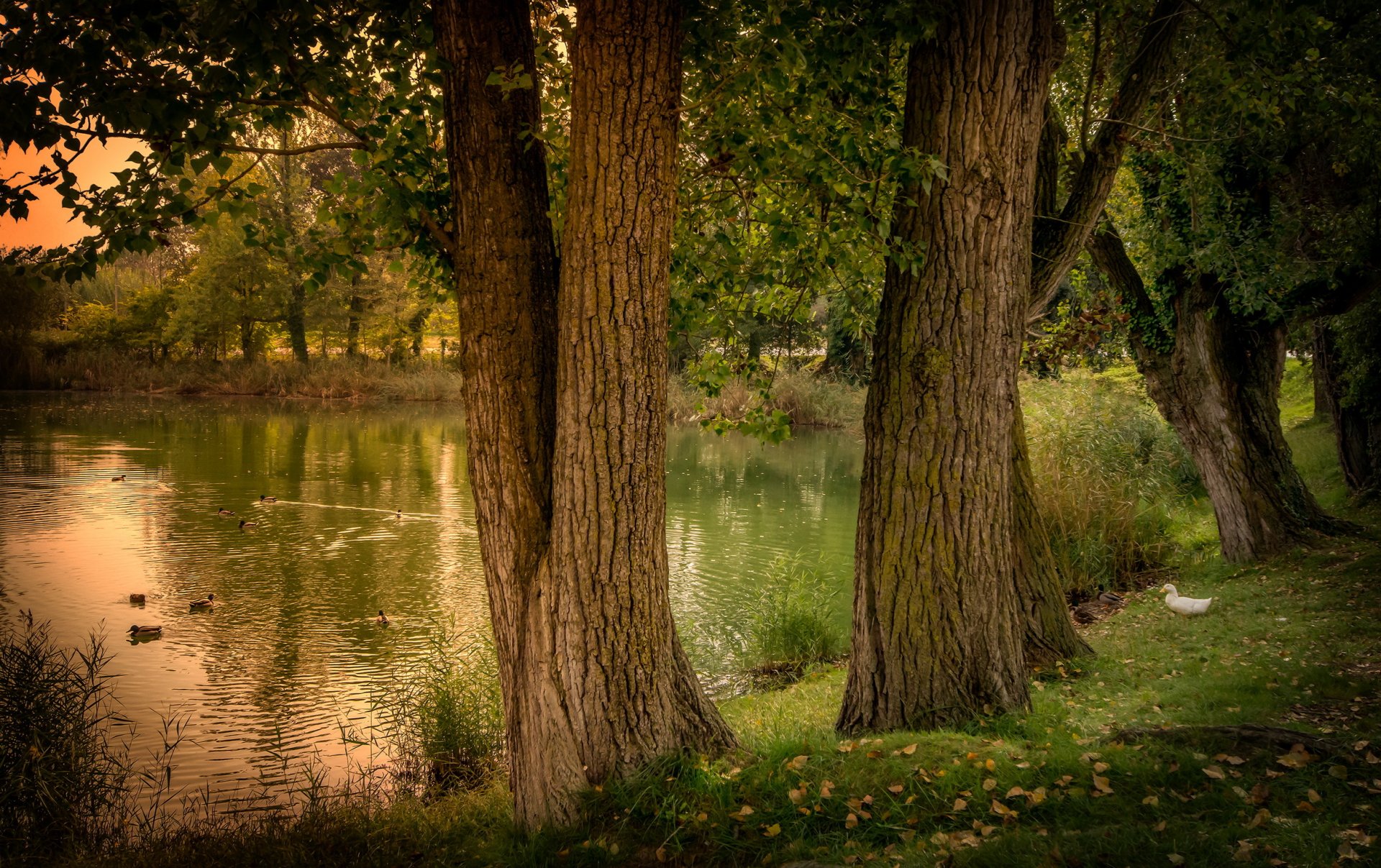 pond spain gerona nature tree duck forest