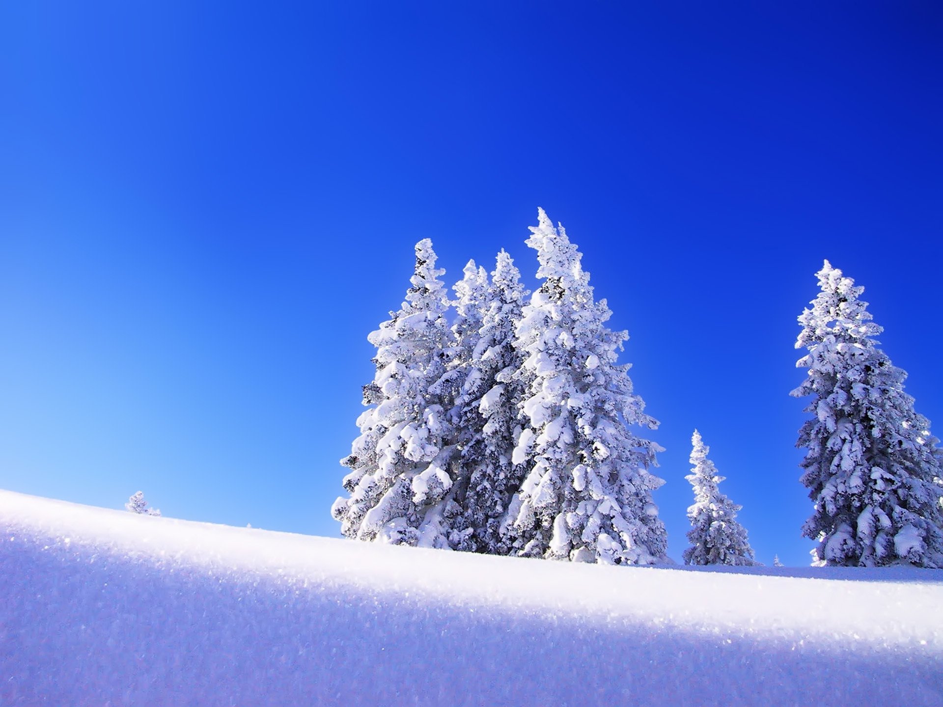 paisaje invierno nieve cielo abeto árbol de navidad árboles mañana heladas