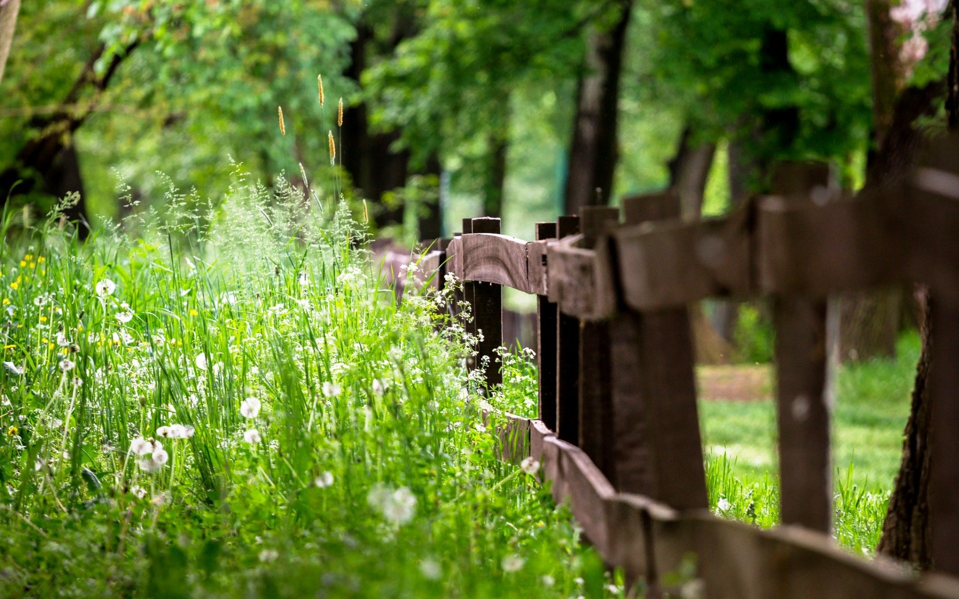 fence grass summer