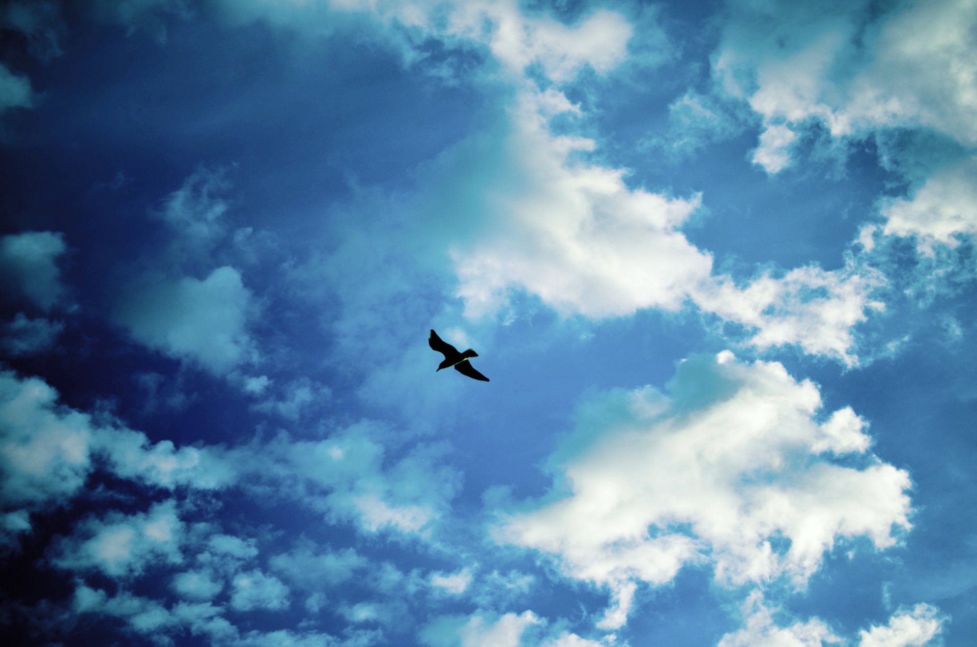 cielo pájaro gaviota nubes