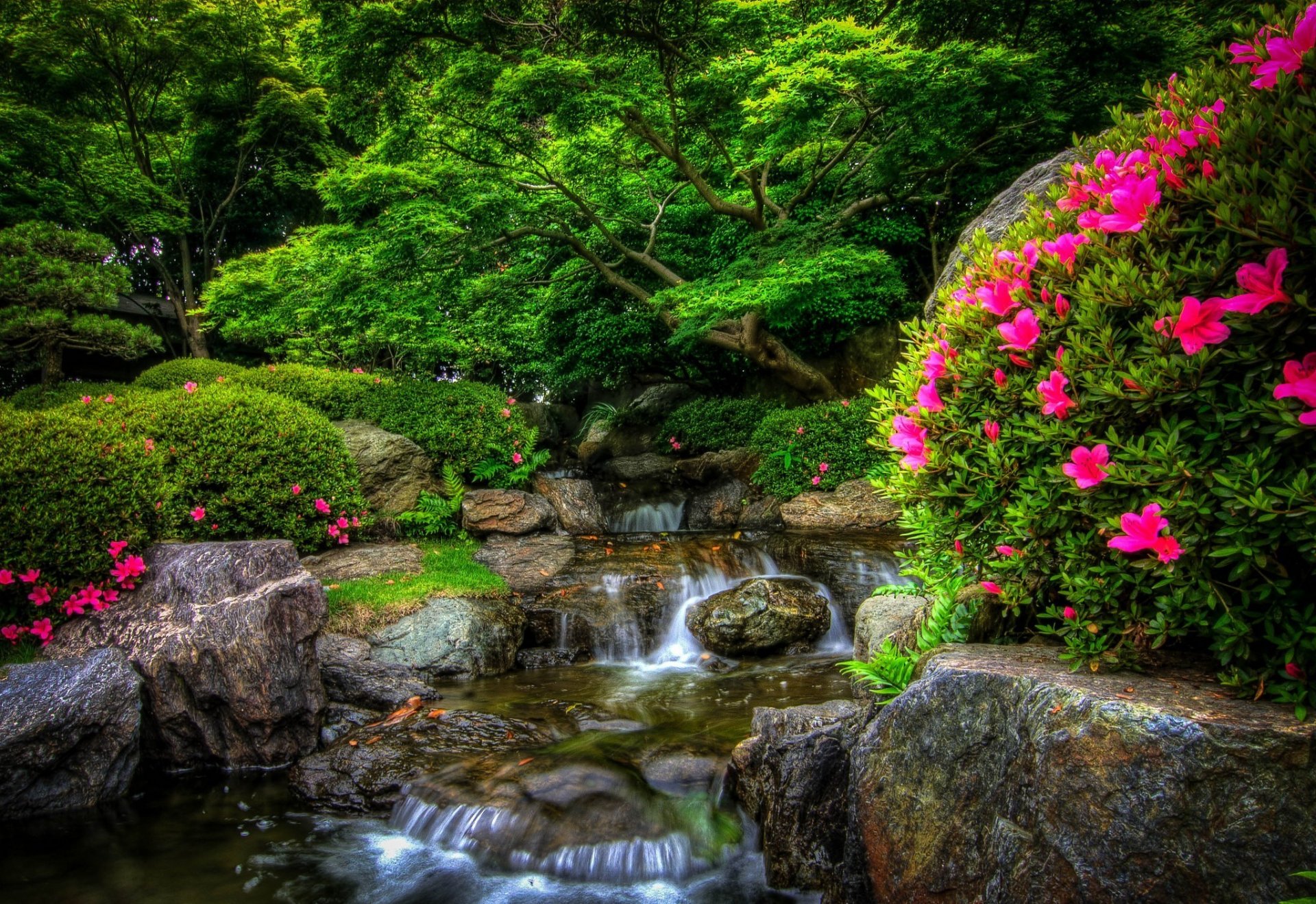 naturaleza parque bosque río piedras flores