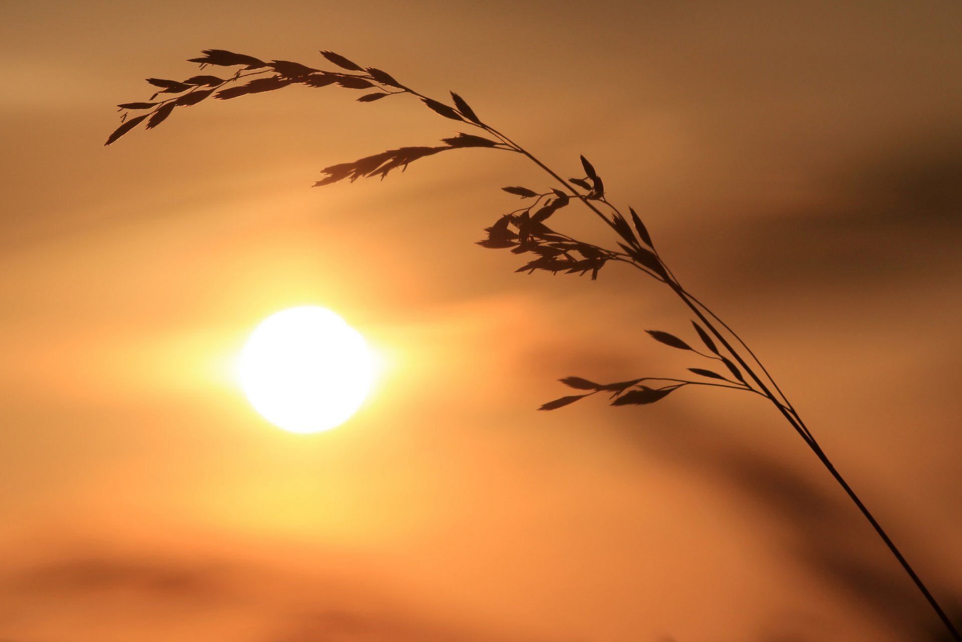 soleil brin d herbe canne épillets silhouette