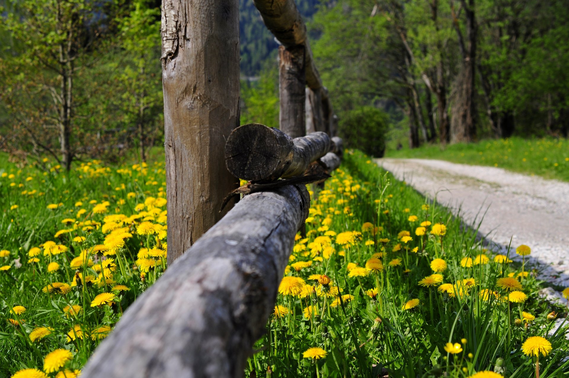 nature herbe fleurs printemps forêt parc arbres route promenade printemps