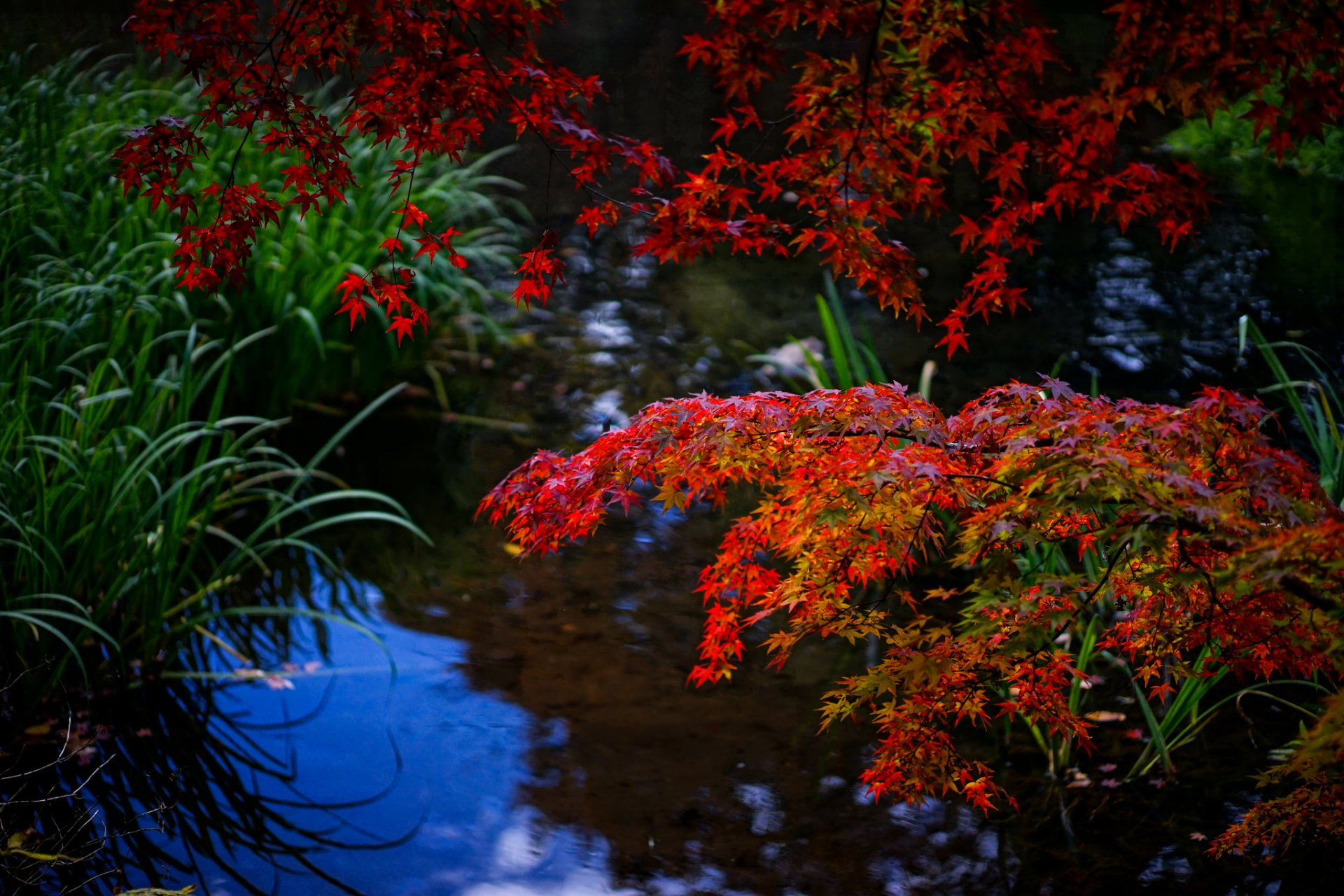 water forest autumn branch leaves gra