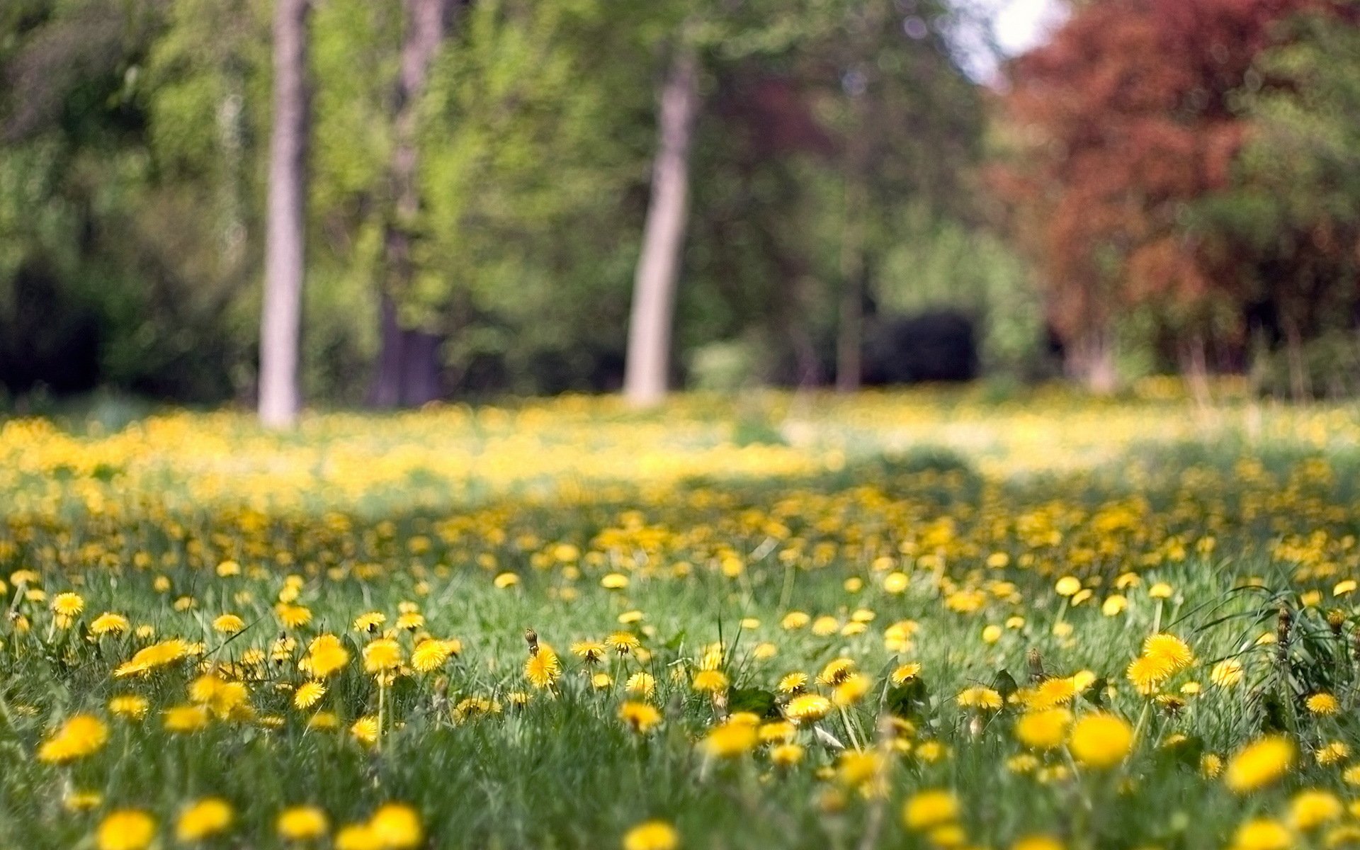 fleurs nature été