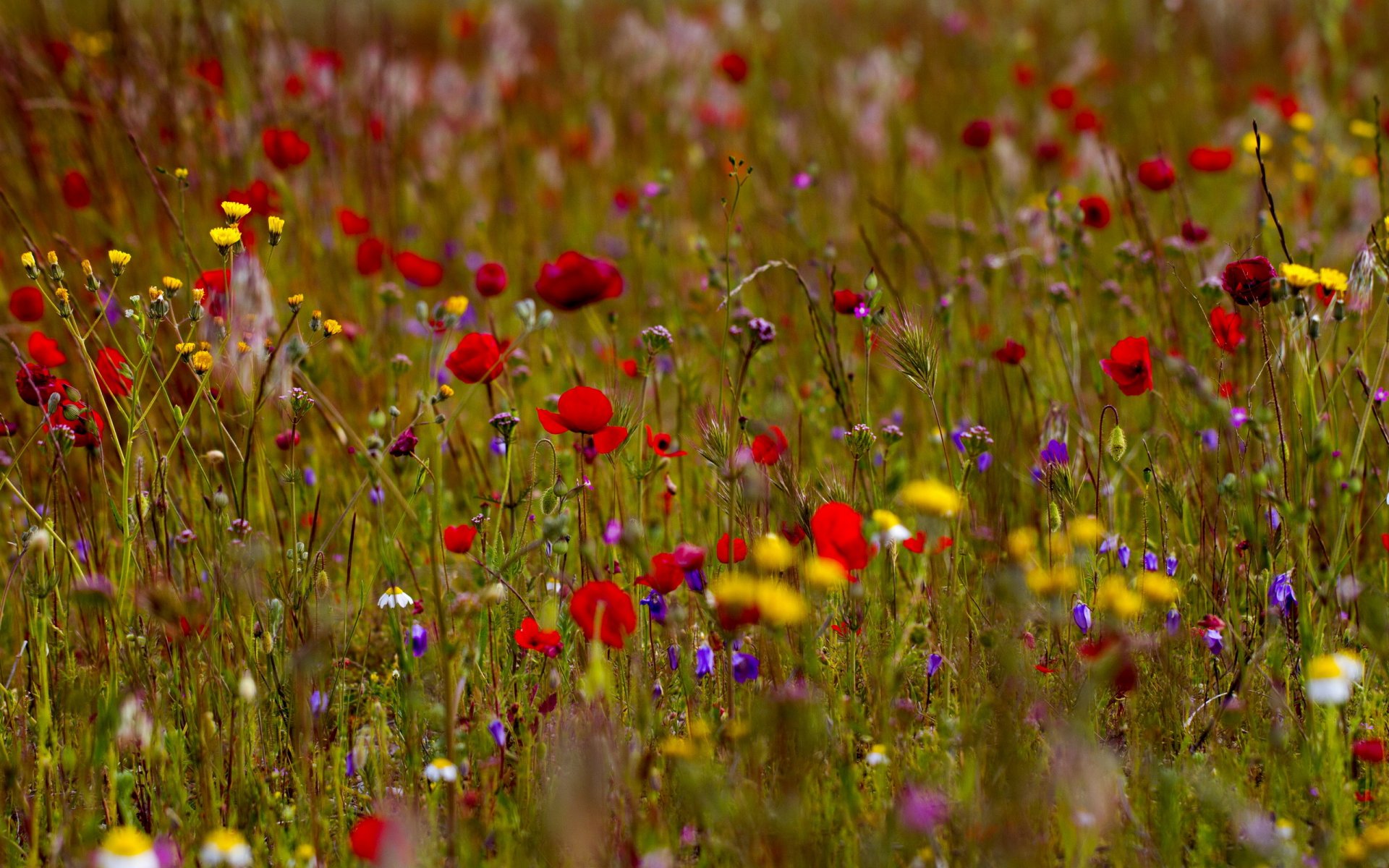 nature champ fleurs été