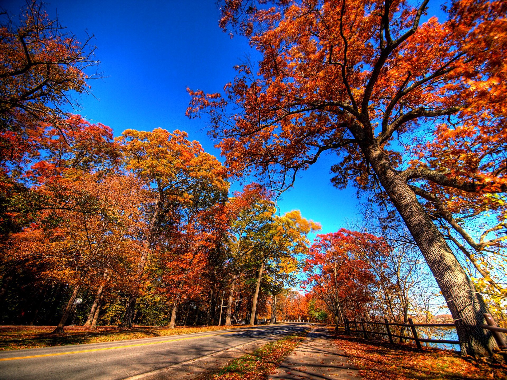 cielo árboles camino otoño hojas paisaje