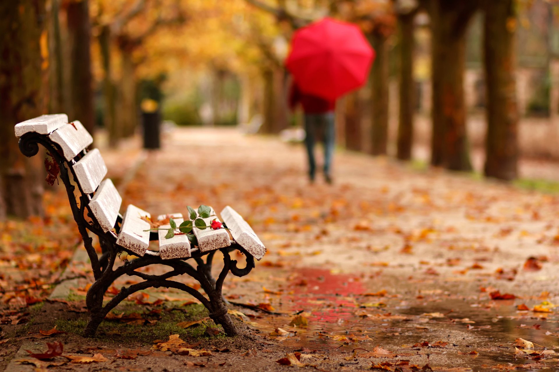 adios goodbye park bench flower rose man maintenance umbrella autumn