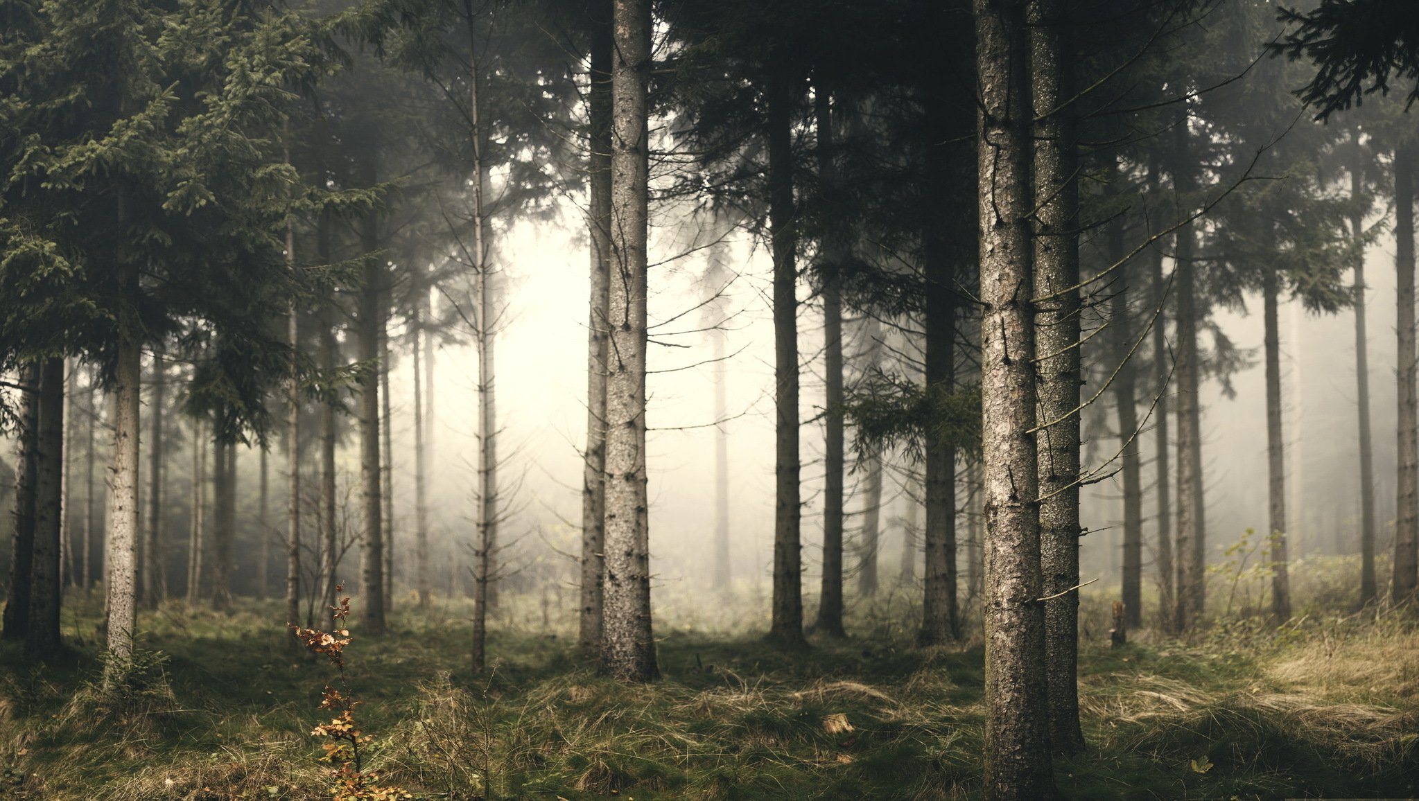 bosque niebla naturaleza paisaje