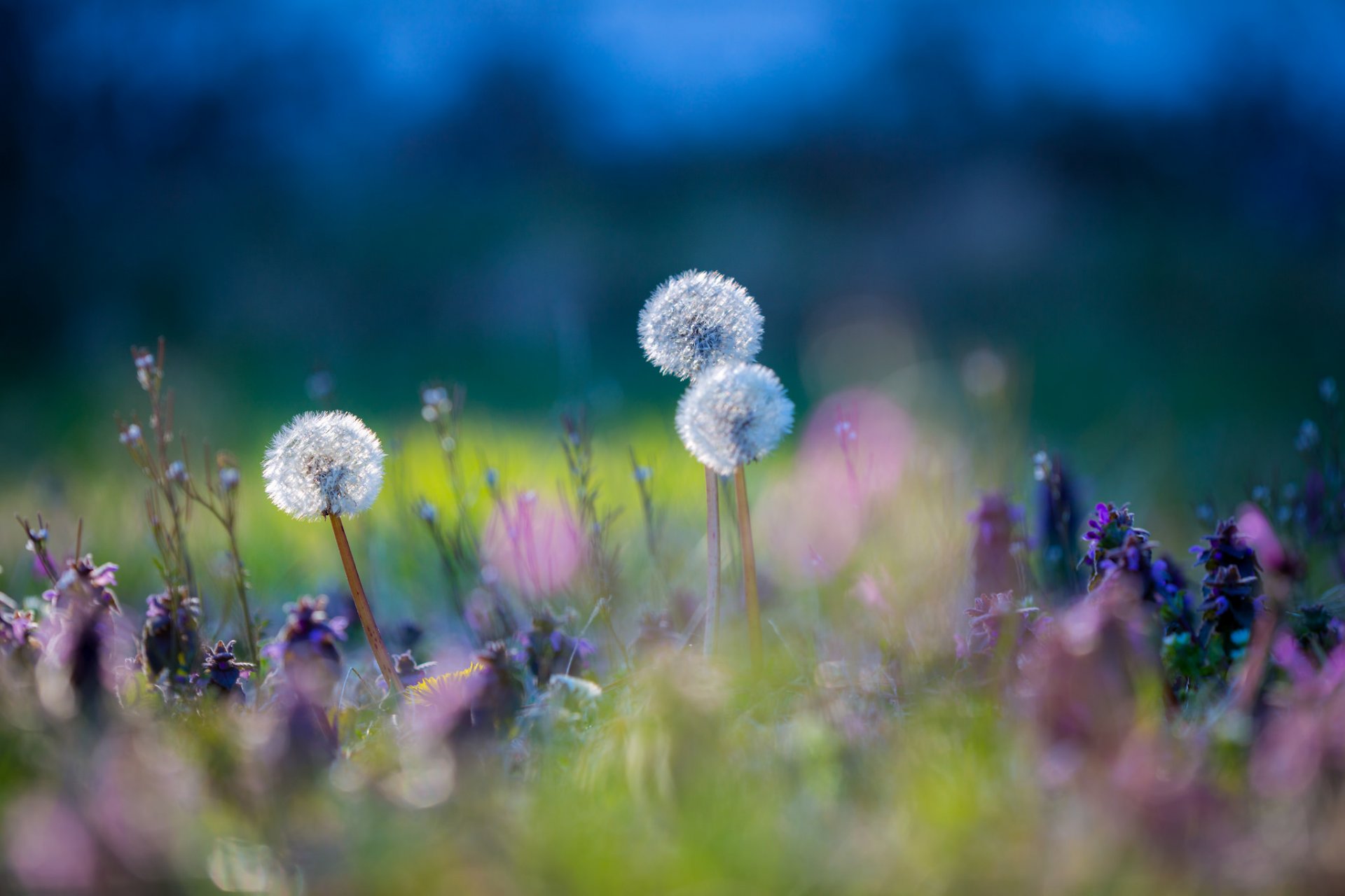 pré herbe plante fleurs pissenlit