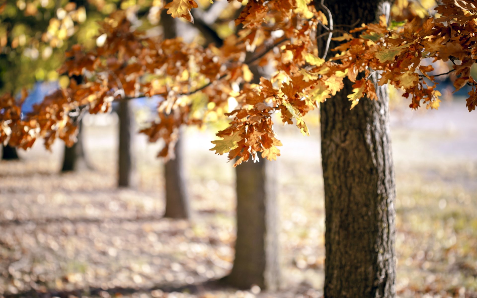 árboles otoño naturaleza