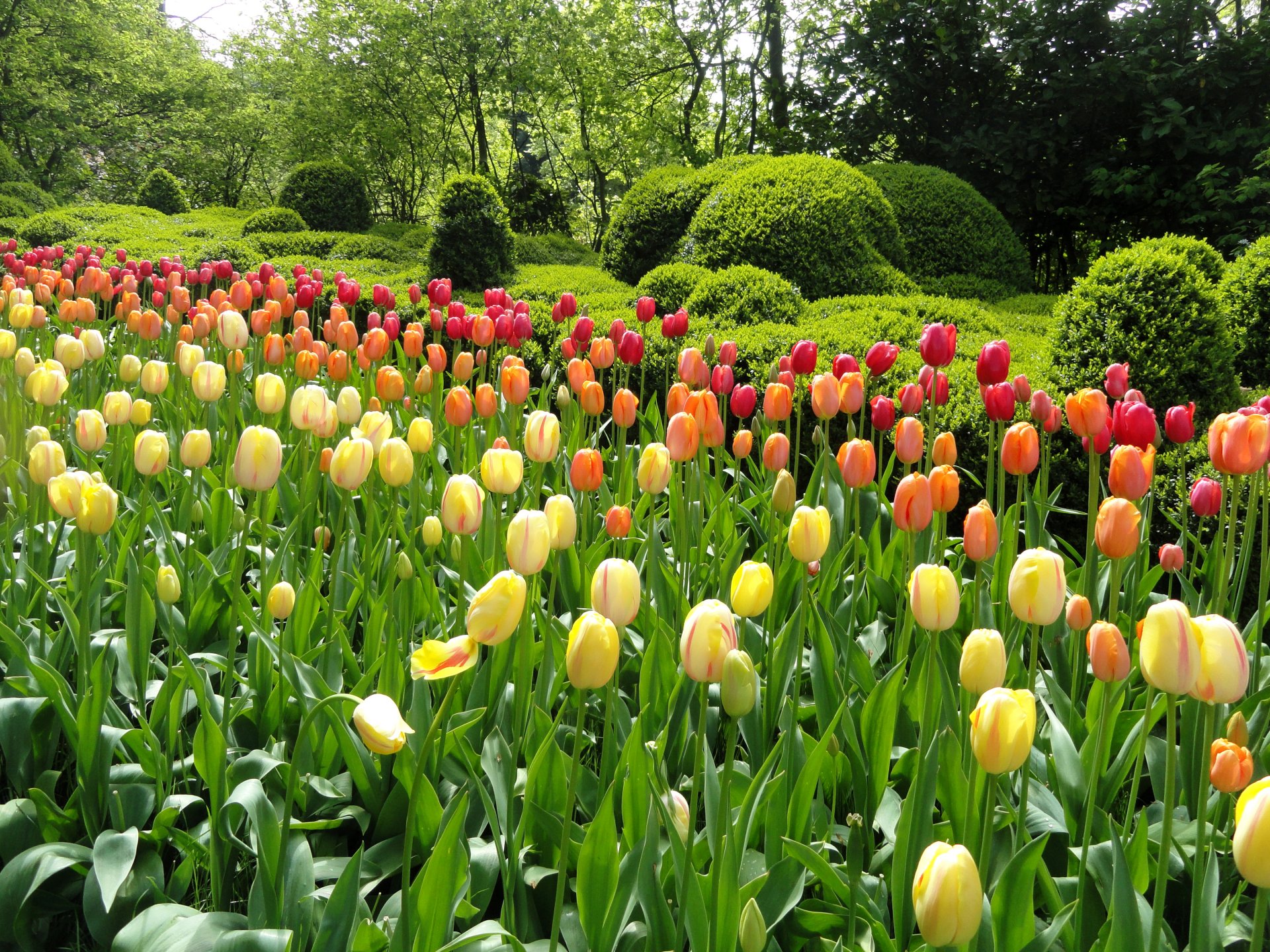 park supplies beds flower tulips colored tree green