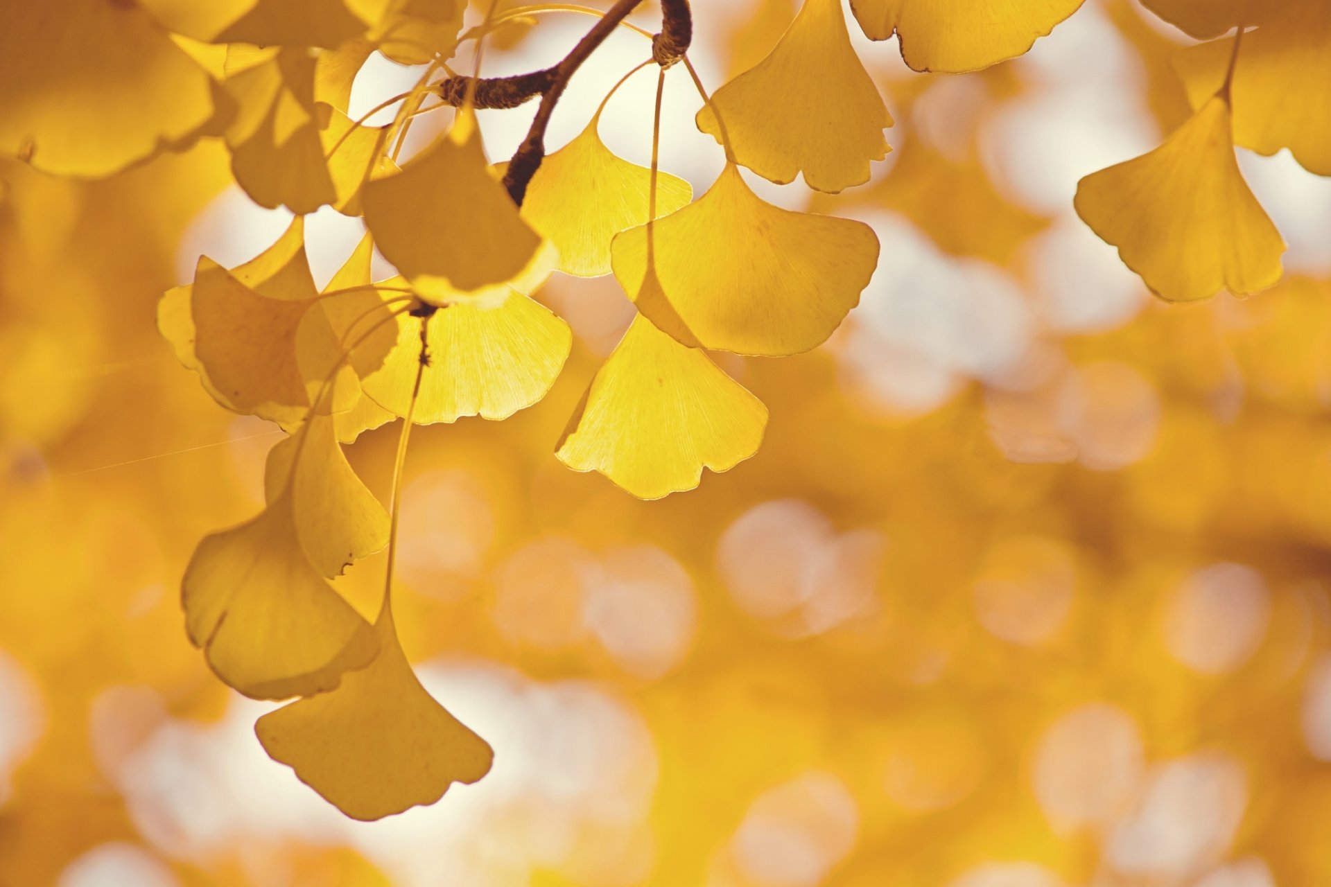 arbre branche feuilles ginkgo éblouissement