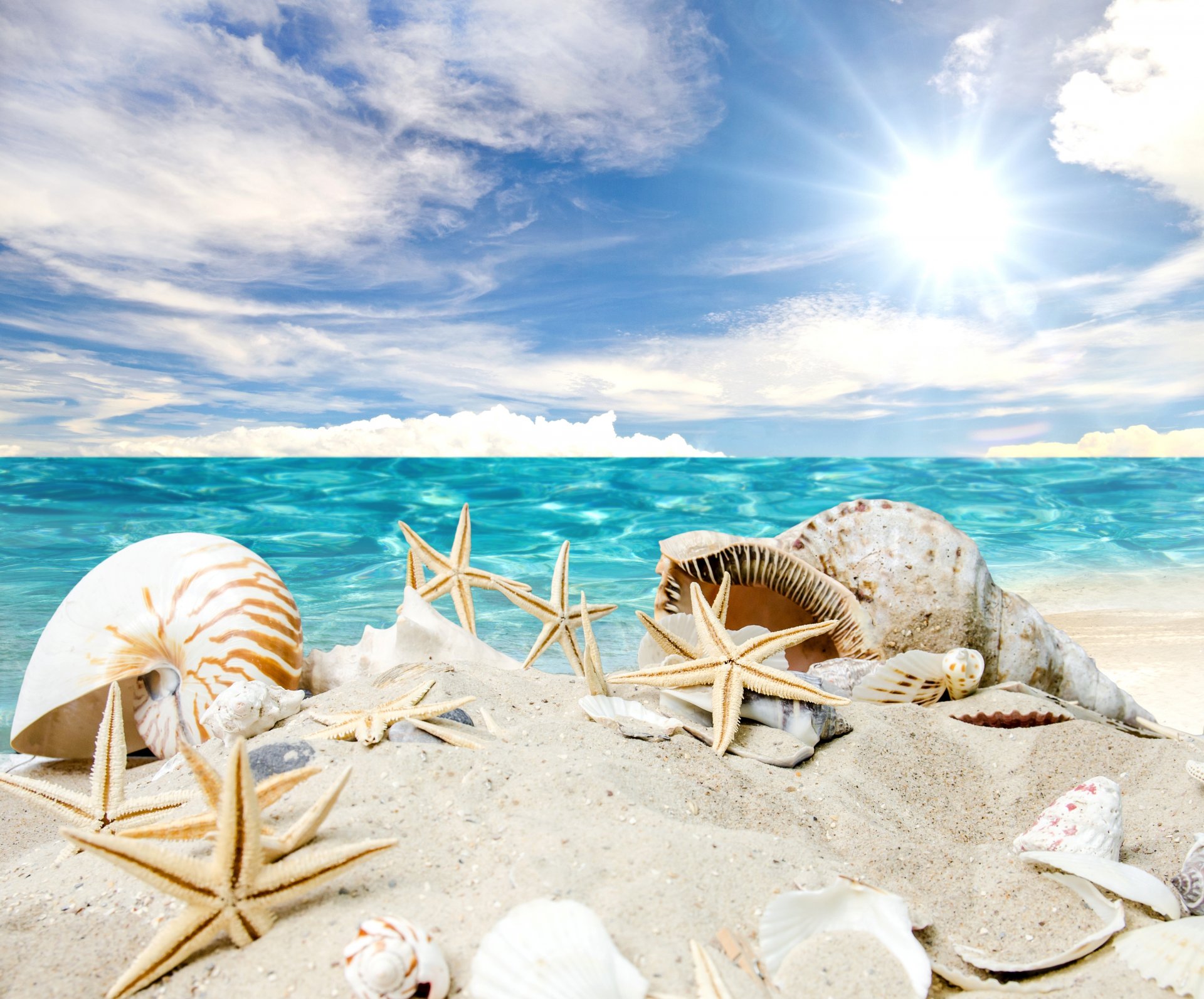 muscheln seesterne strand meer sonne sommer sand sterne