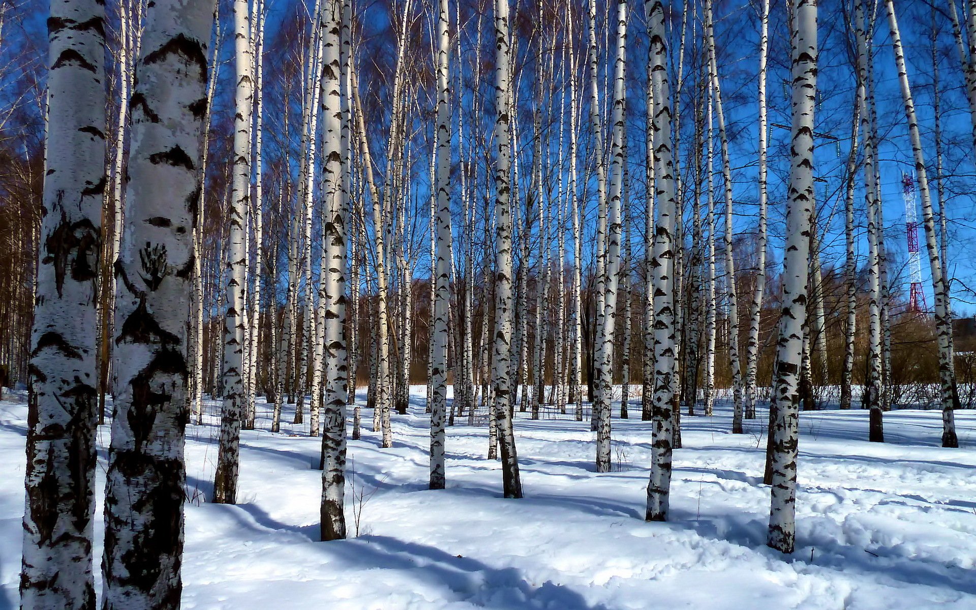 primavera rami alberi vernice bellezza cielo natura boschetto luce blu neve sole ombra