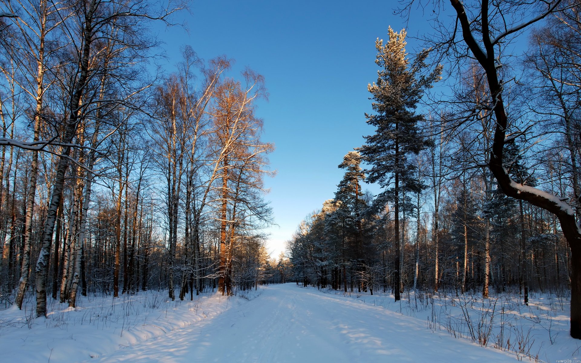 cielo strada inverno alberi neve