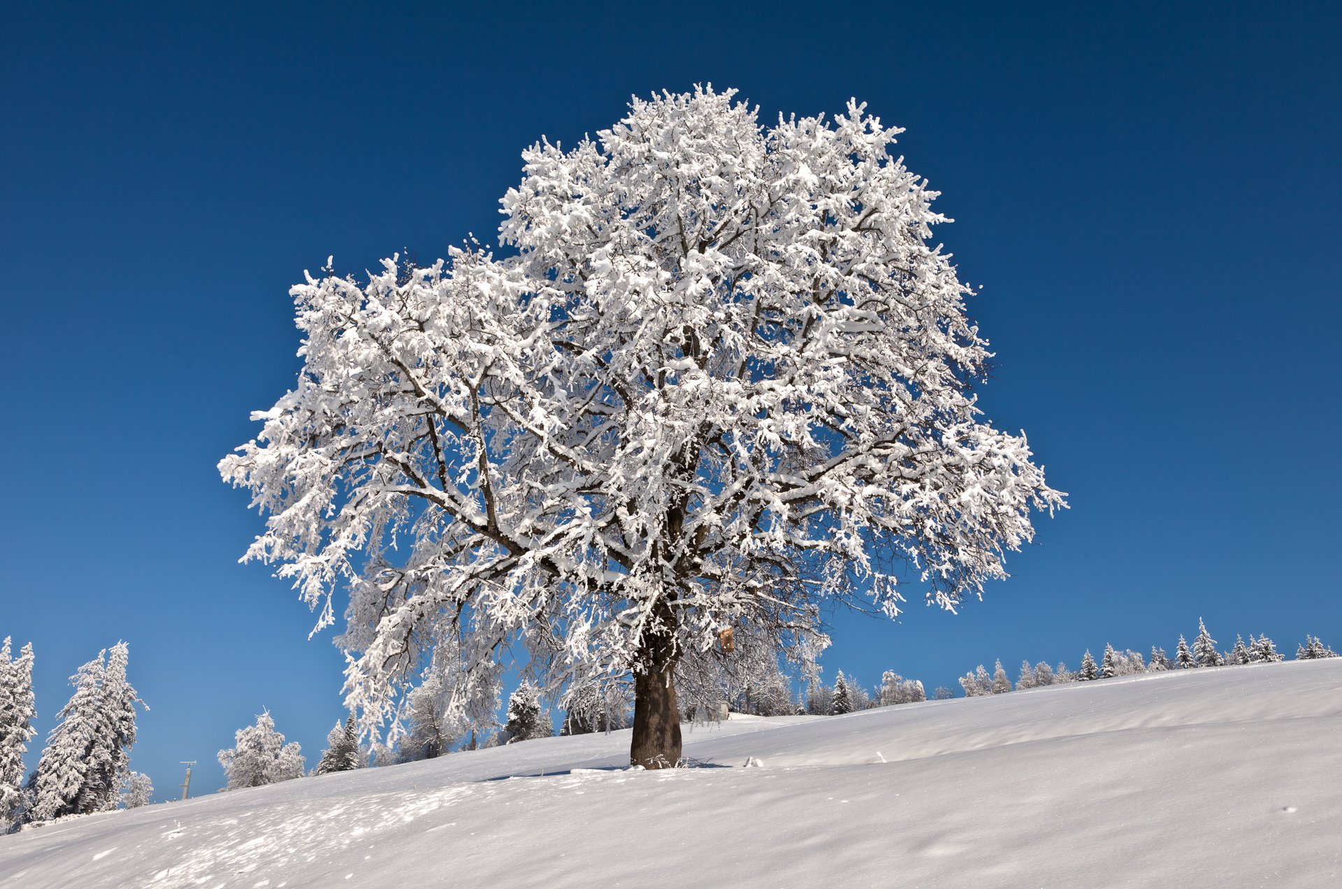 ky winter snow tree frost frost horizon