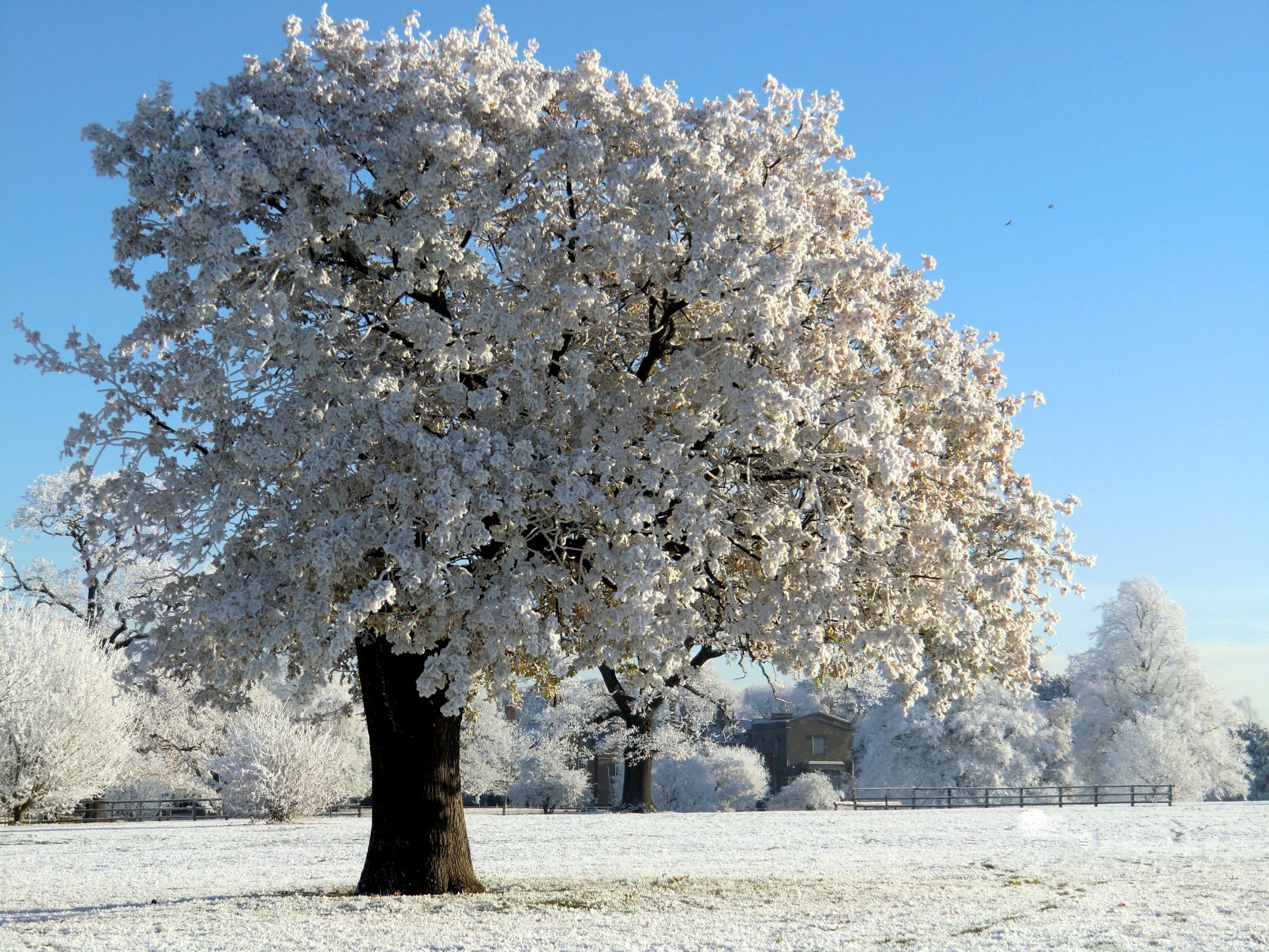 nature winter tree snow frost