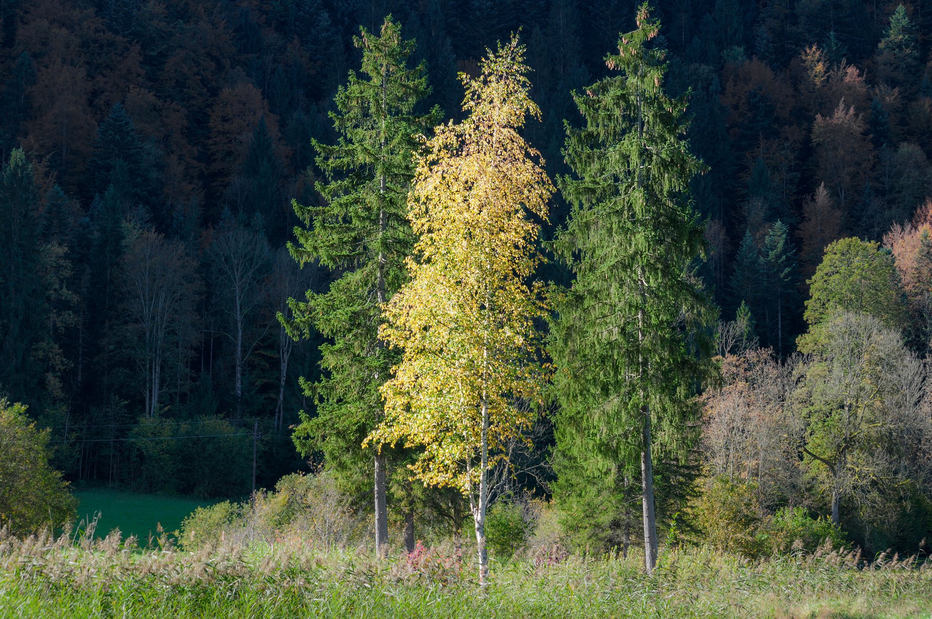 bosque árboles hierba otoño