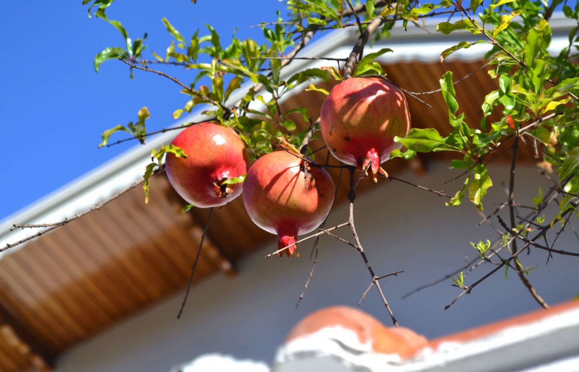 ciel toit arbre branche grenade fruit