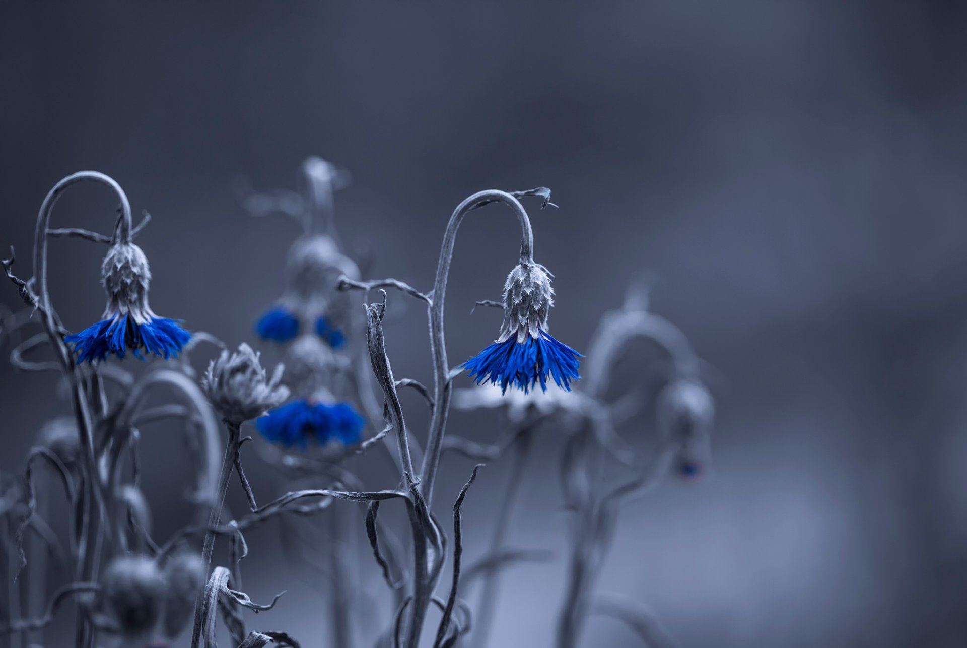 flower field cornflower bokeh