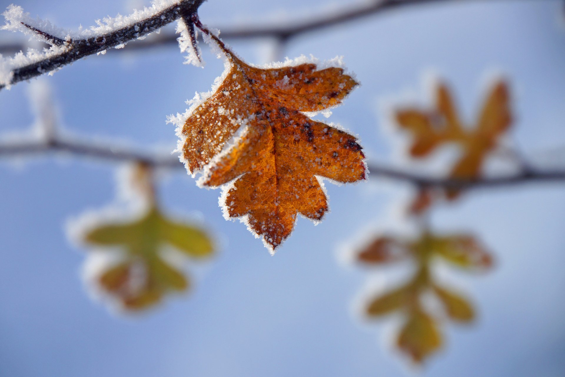 zweige blätter gelb herbst frost frost